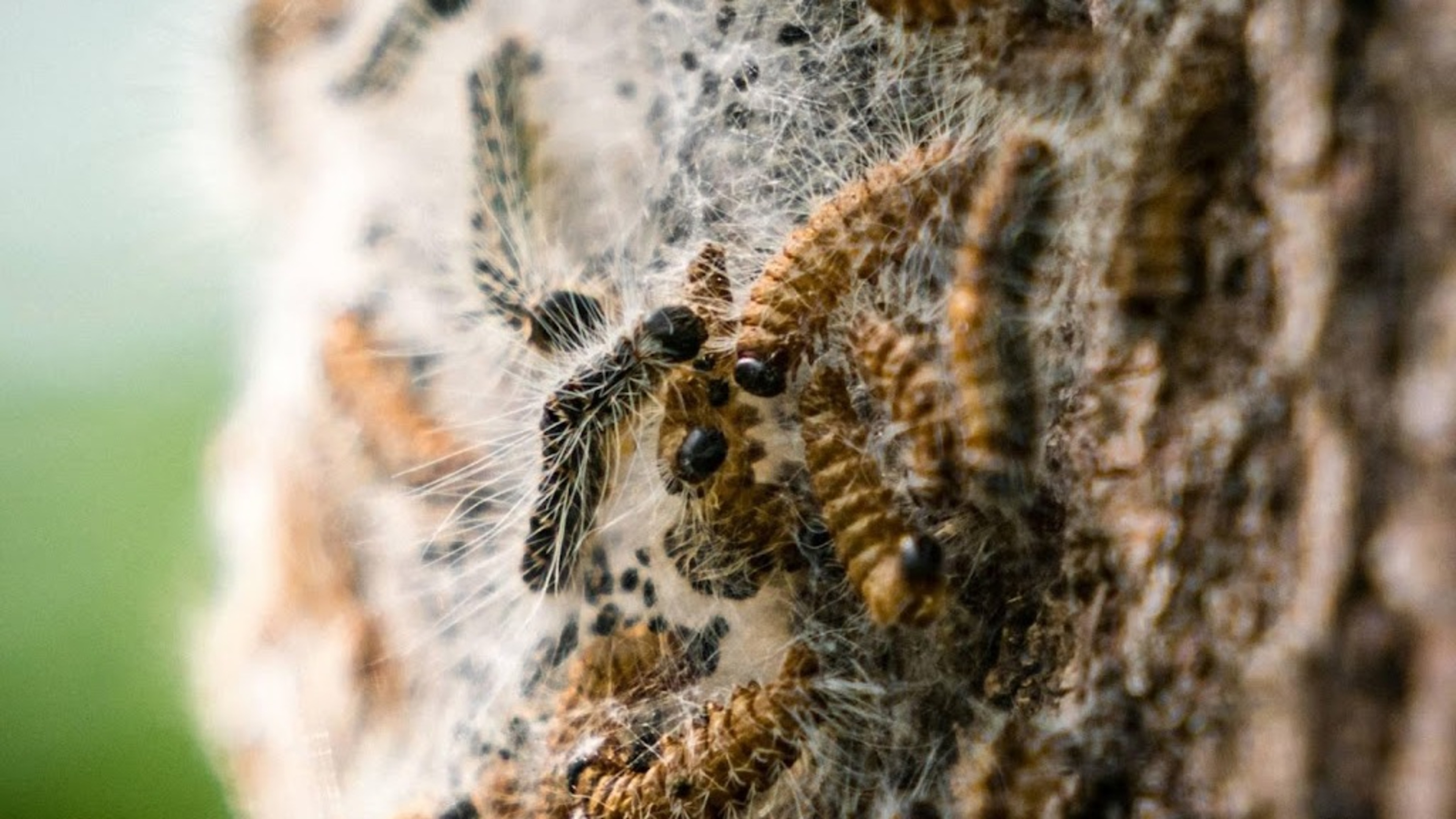 Oak processionary caterpillars emerge earlier than ever due to heat and sun