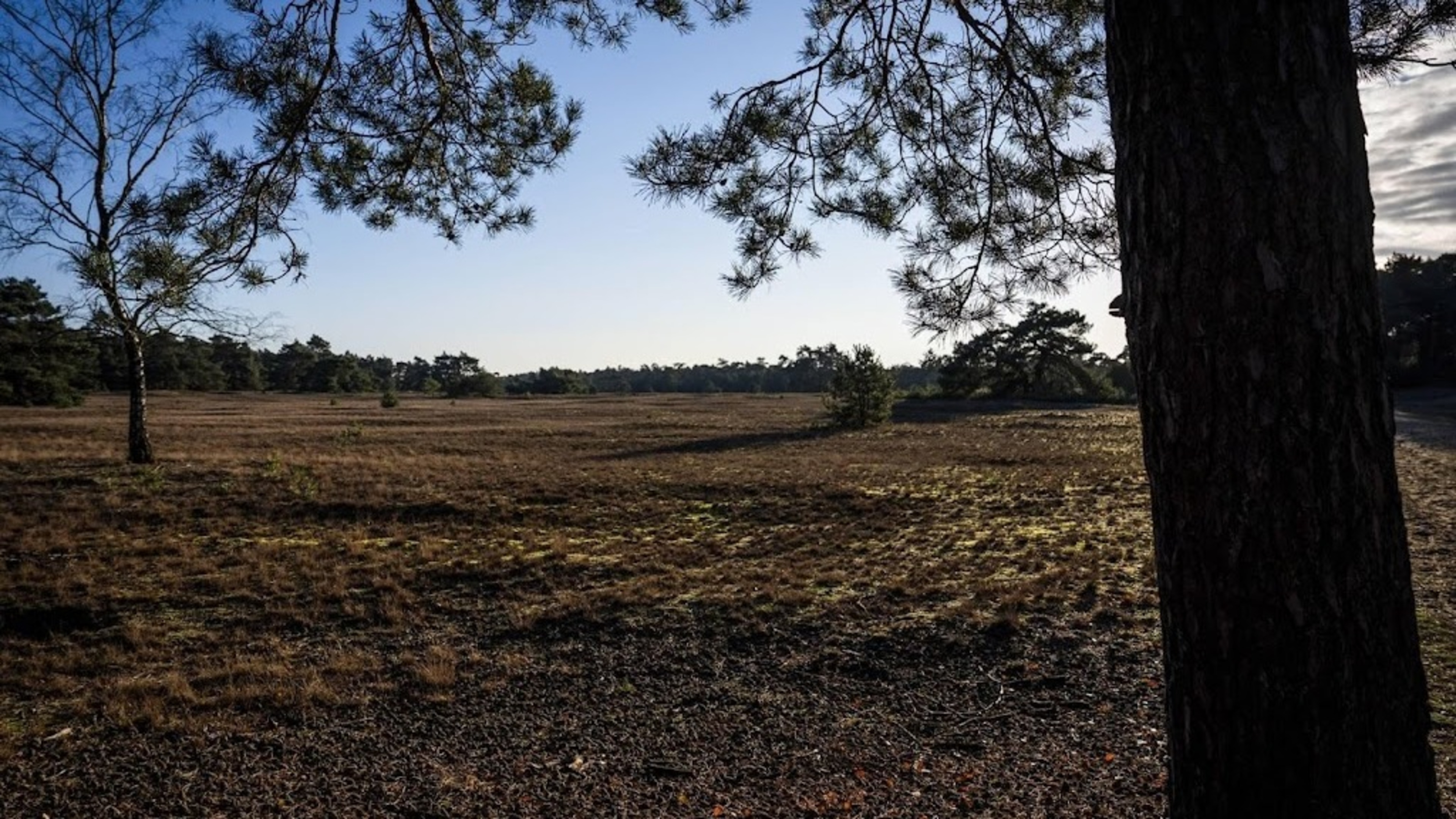 Twelve fire engines deployed for large wildfire in Otterlo