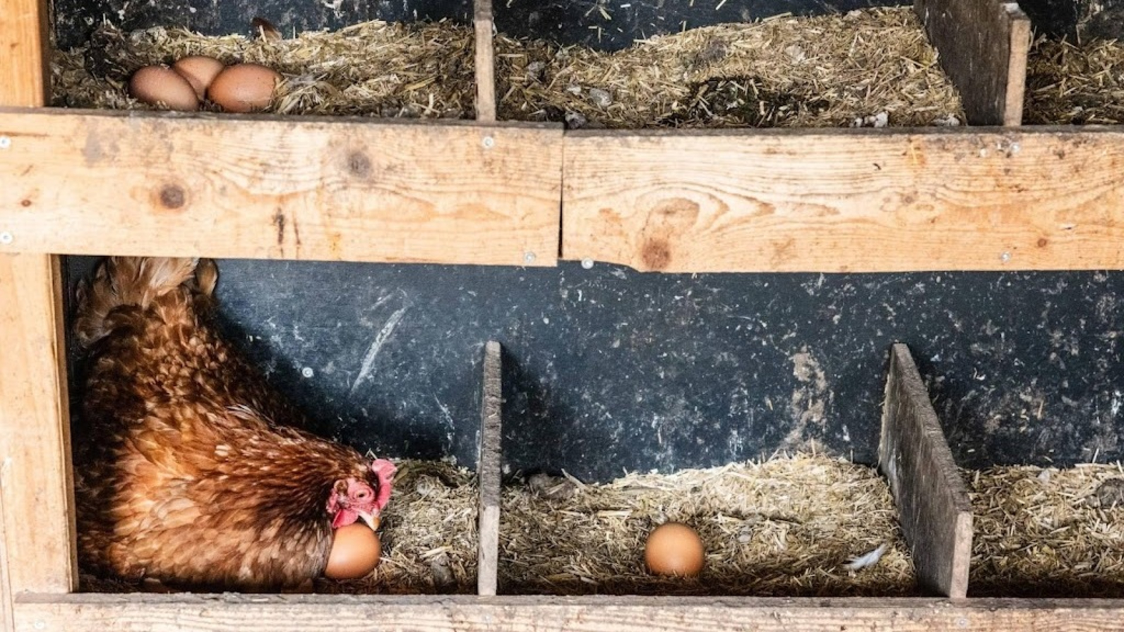 Study: More PFAS in backyard eggs with larger free-range areas