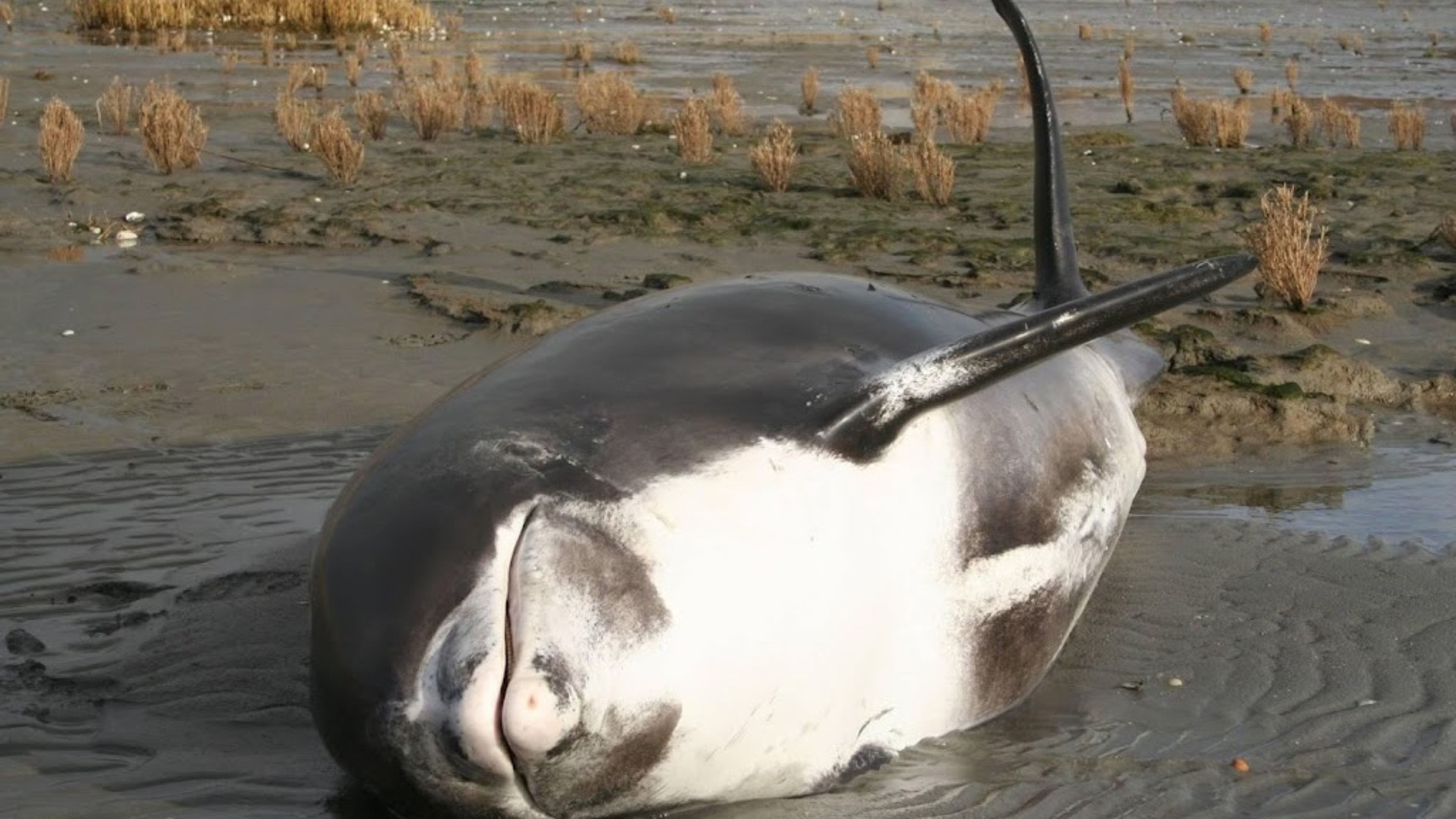 Live white-beaked dolphin washes up at Egmond aan Zee