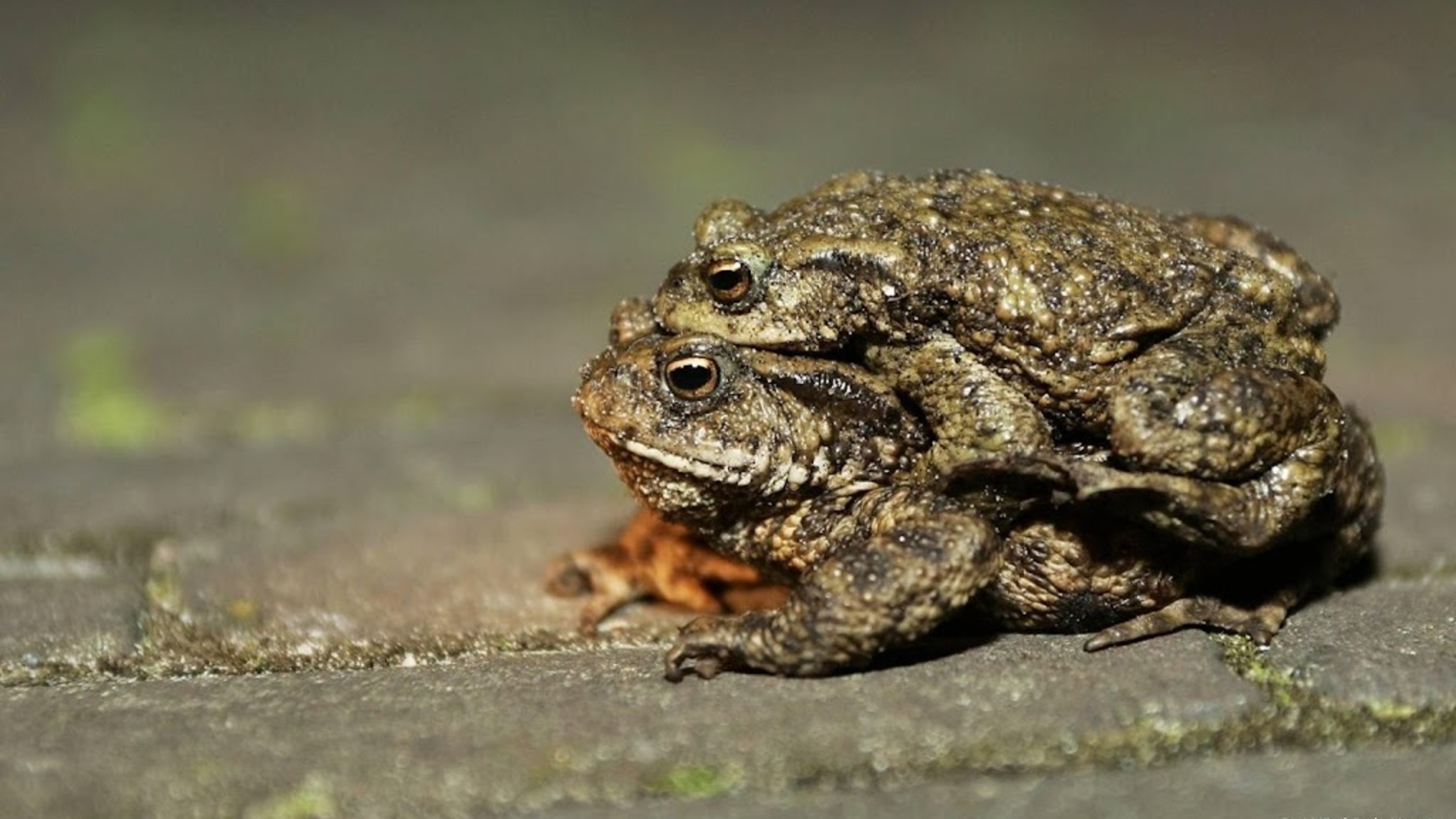 Annual toad migration begins, volunteers still needed