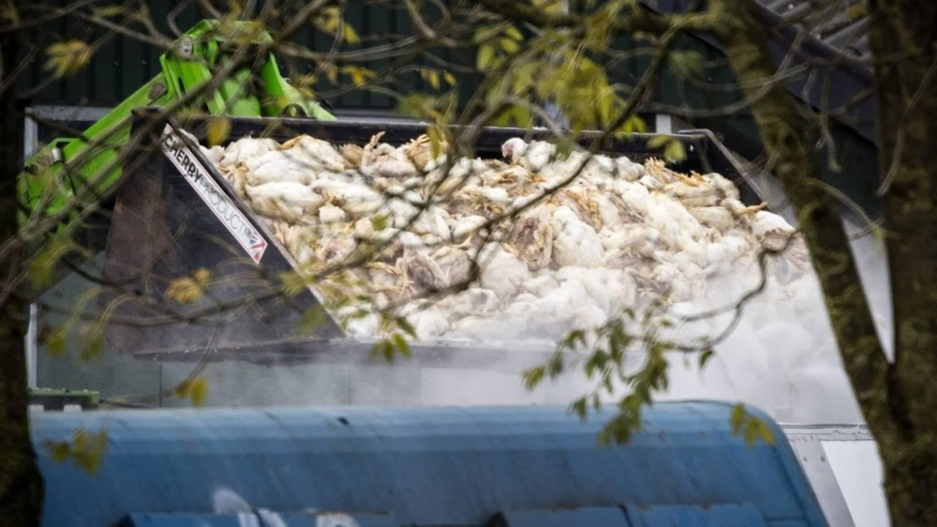 Researchers find cause of dangerous bird flu variants