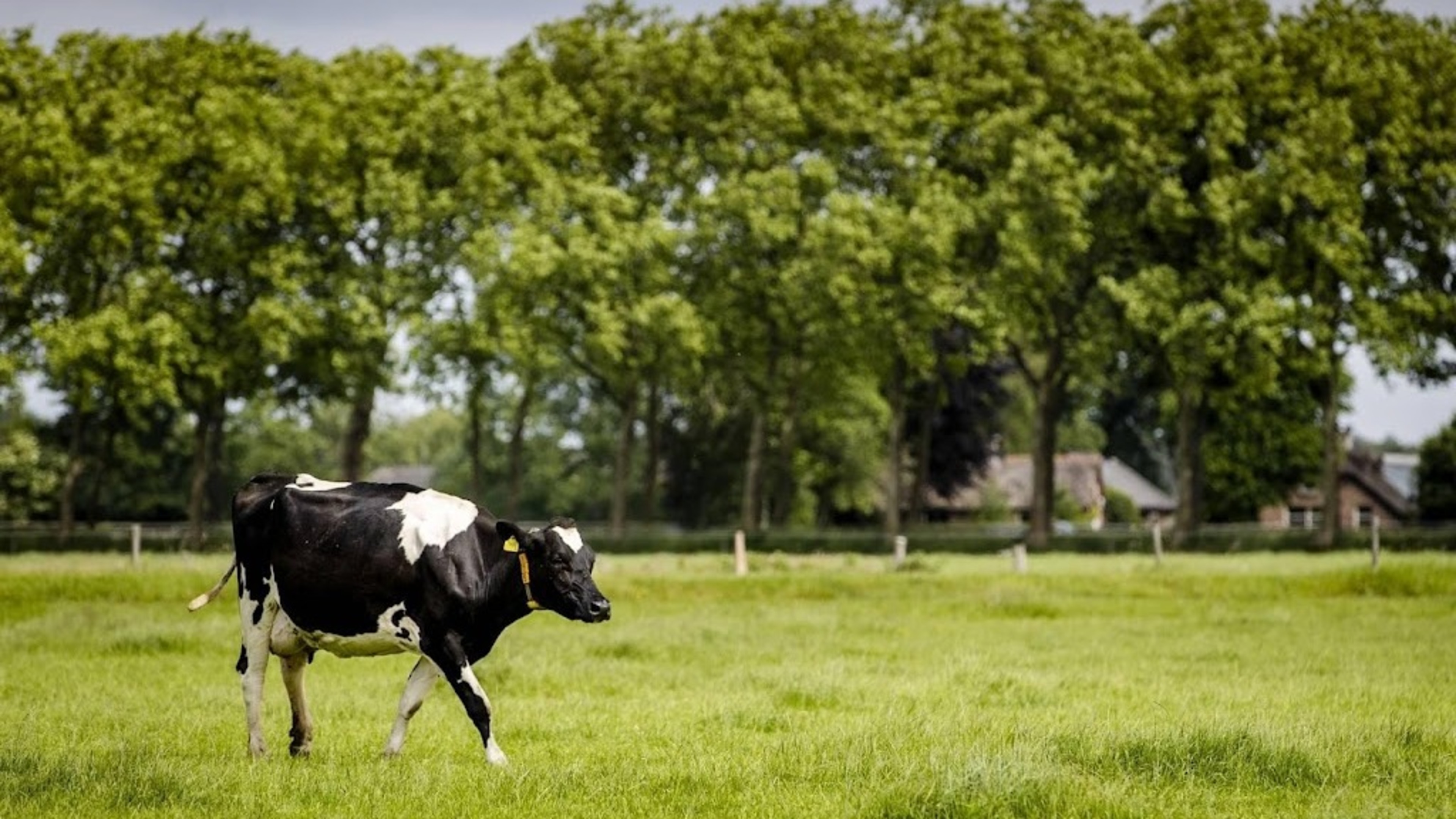 PBL ziet stikstofpakket als ’belangrijke stap’ naar natuurherstel