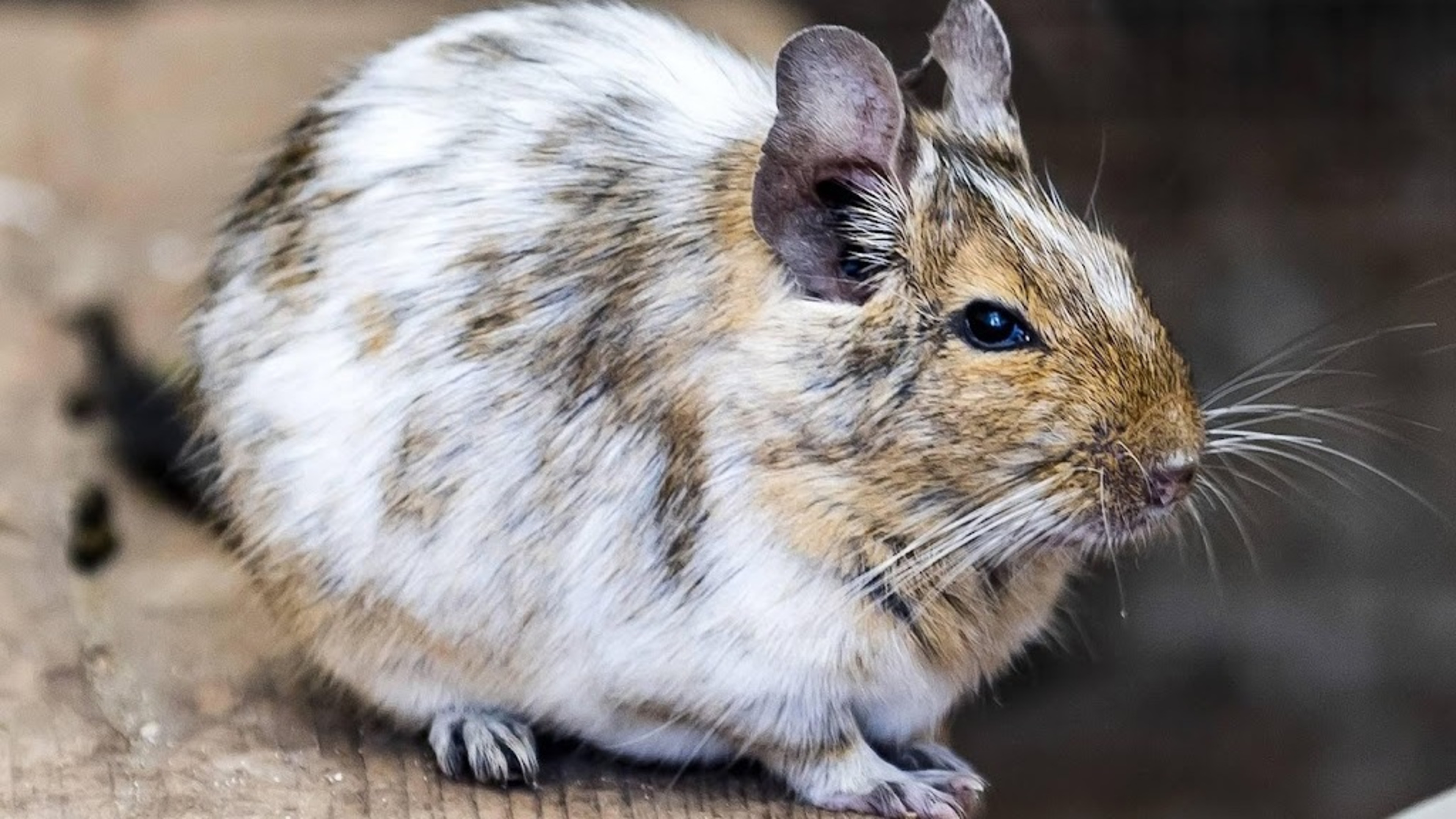 Minister must reassess whether five animals can be kept as pets