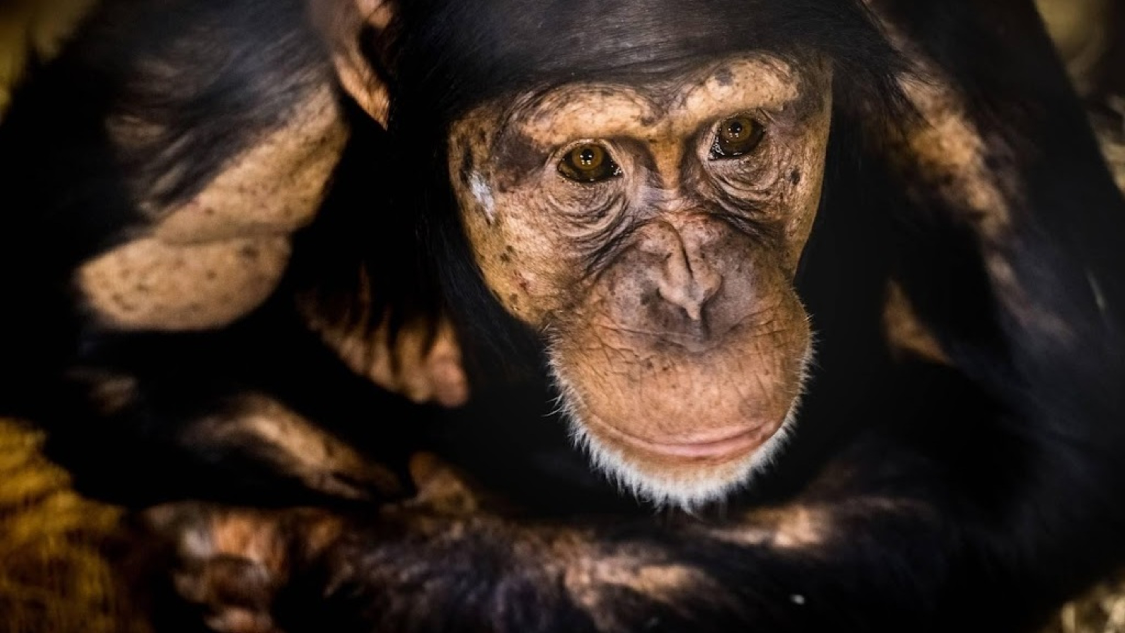 Animal testing on monkeys may continue after 2030