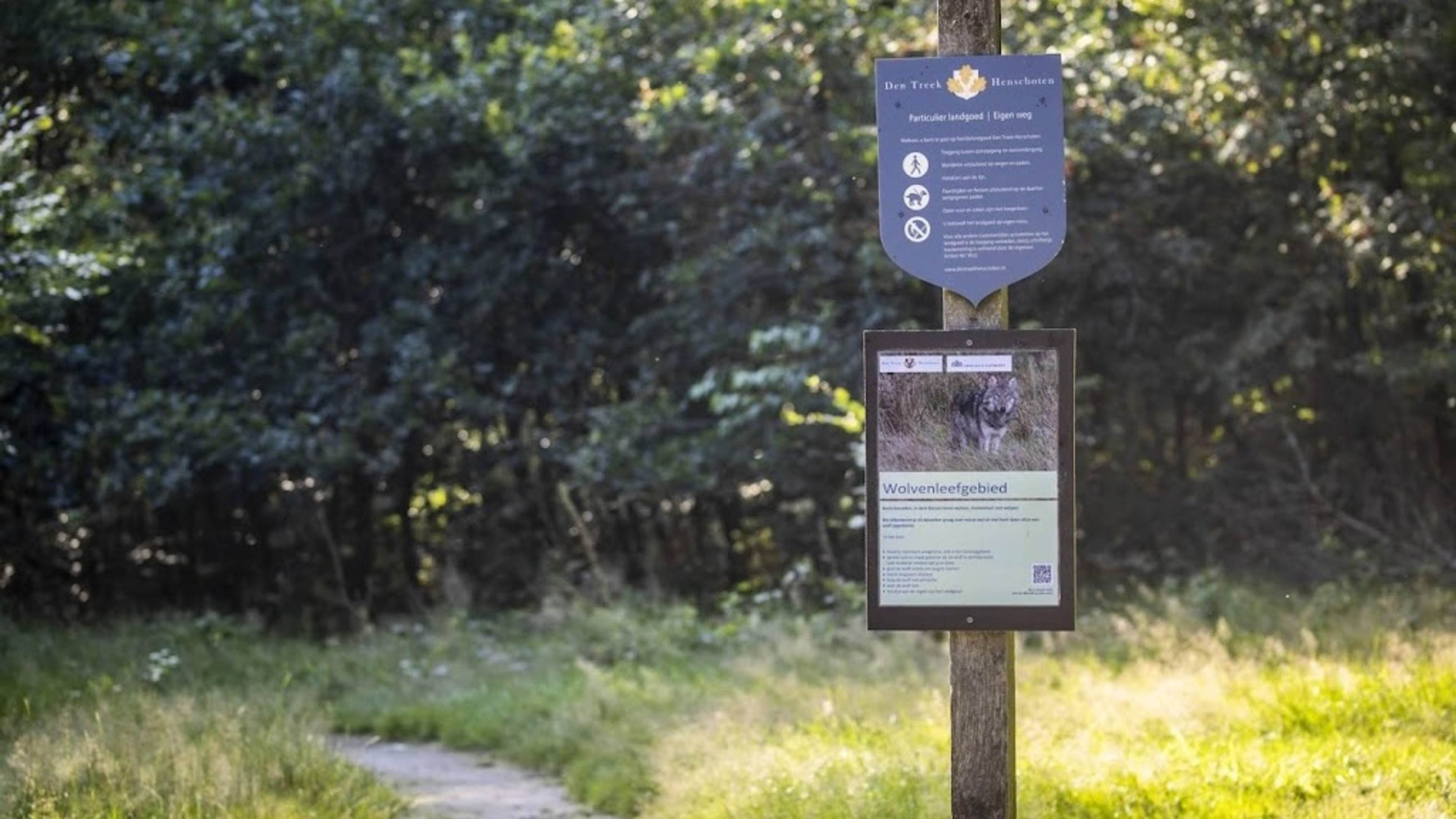 Utrecht politicians want talks on leash requirement in wolf territory