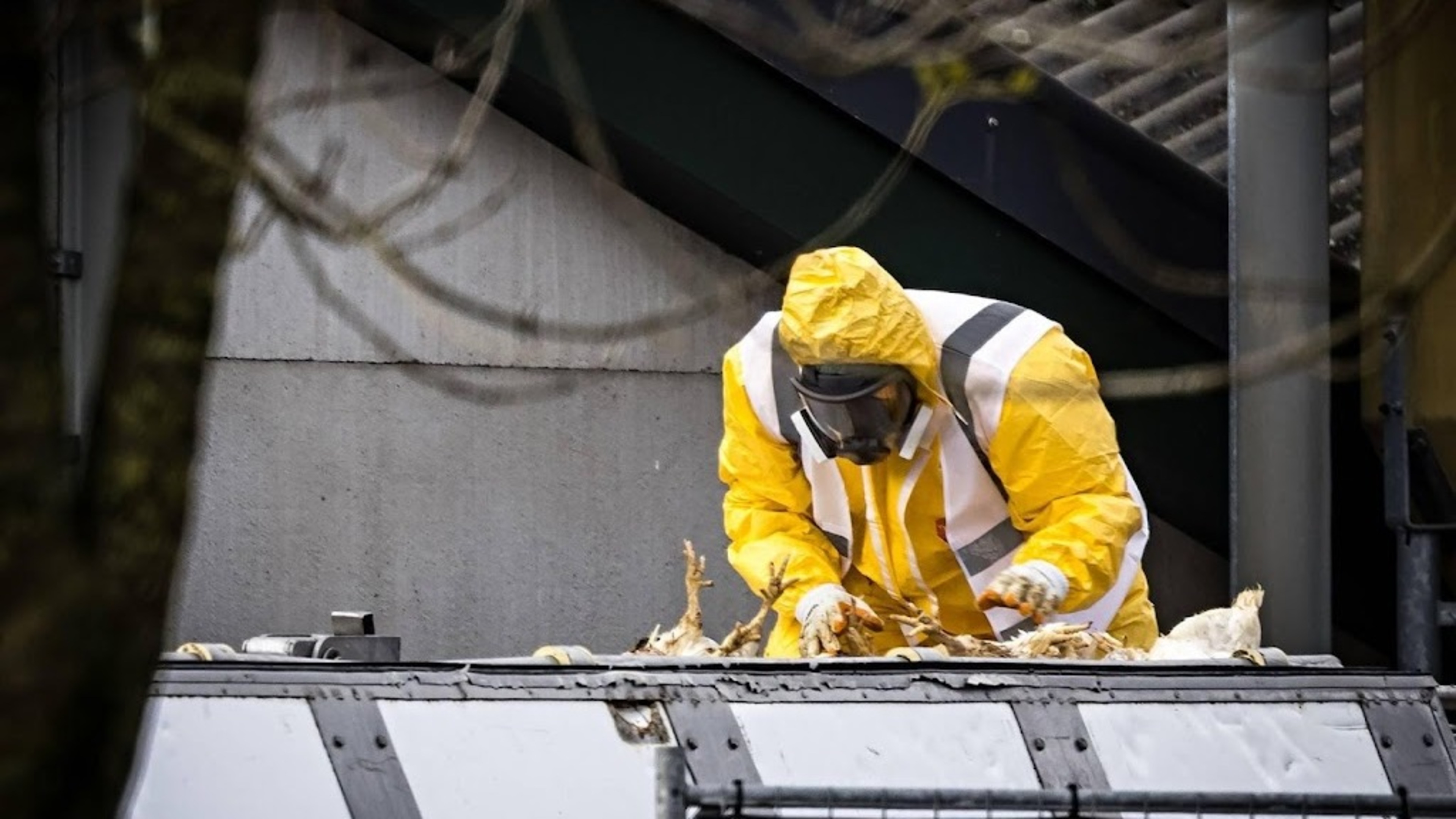 Bird flu confirmed in Ede