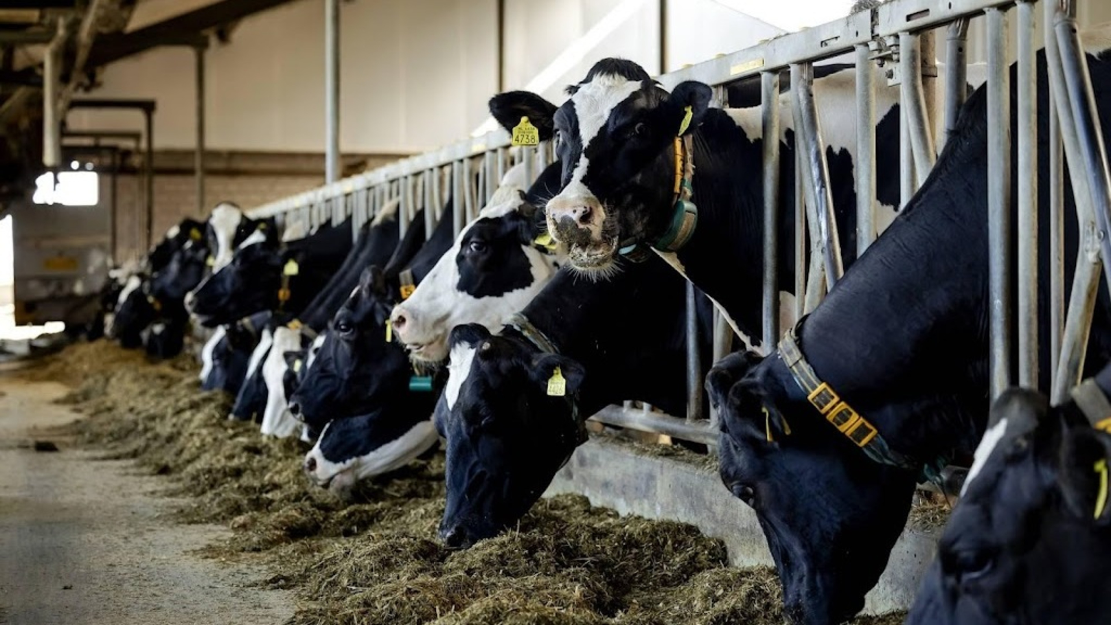 Barn nitrogen emissions 9 percent lower due to buyout scheme