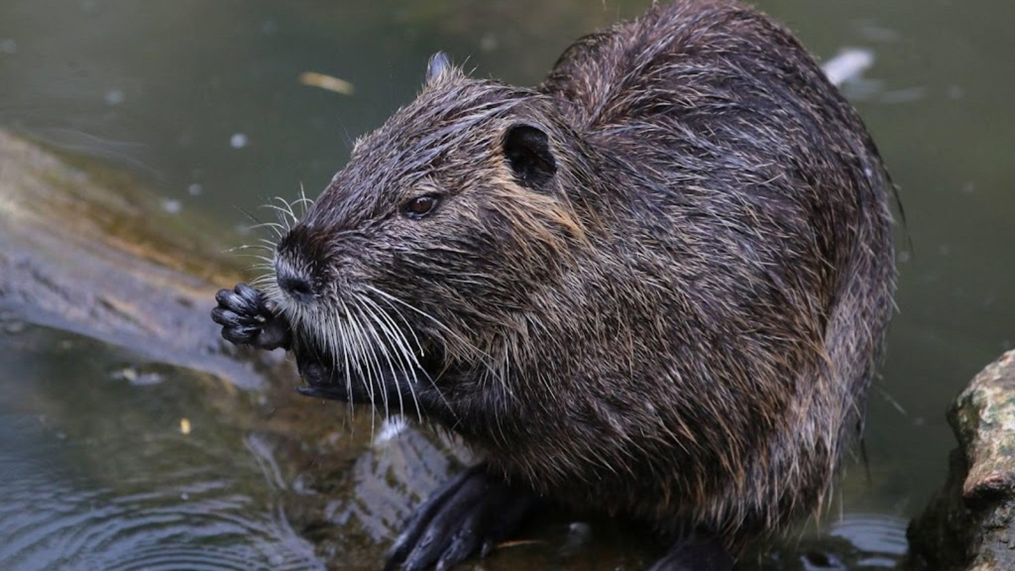 Researchers find far more beavers in Limburg than previously thought