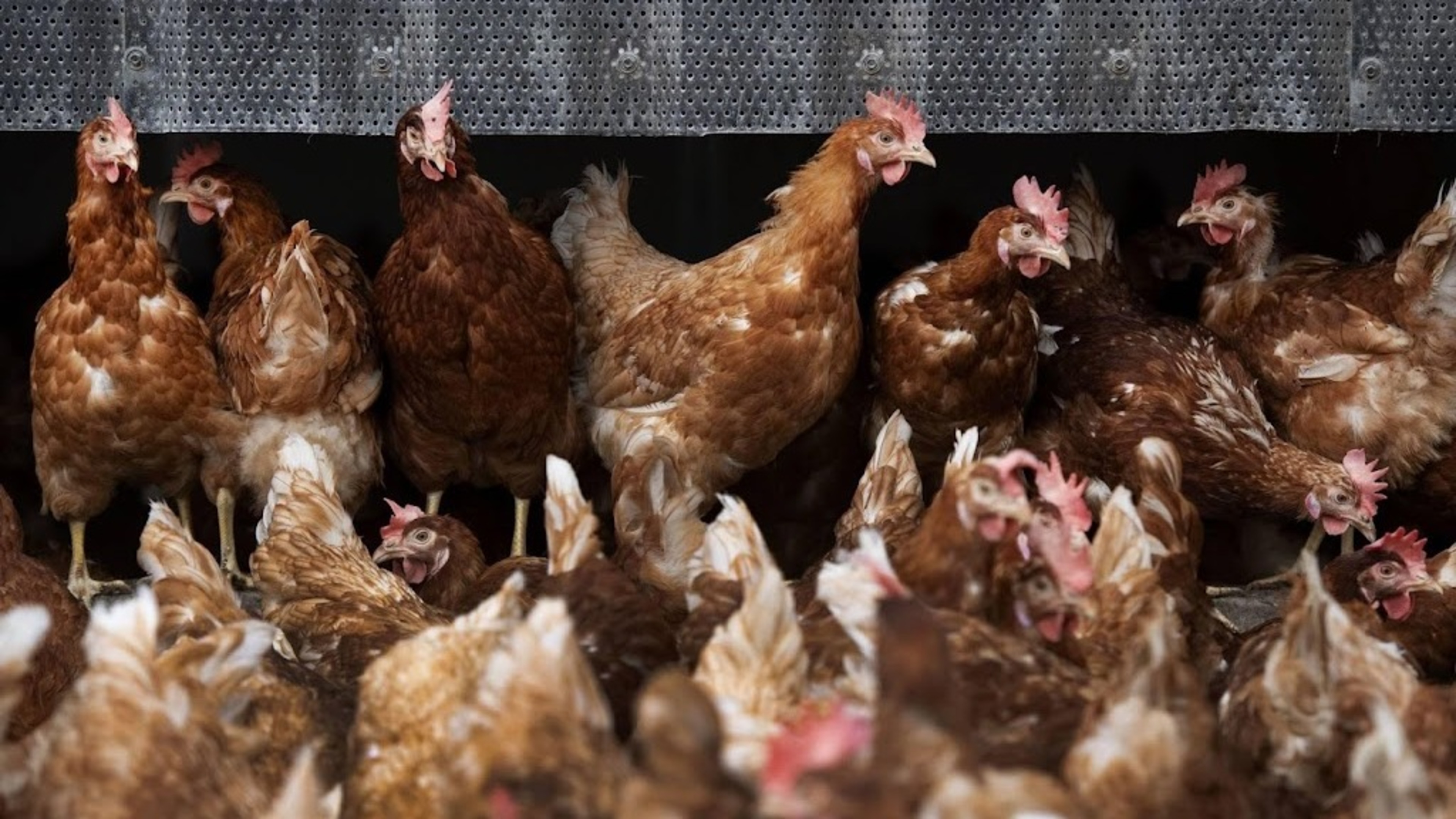 Bird flu detected at poultry farm in Biddinghuizen