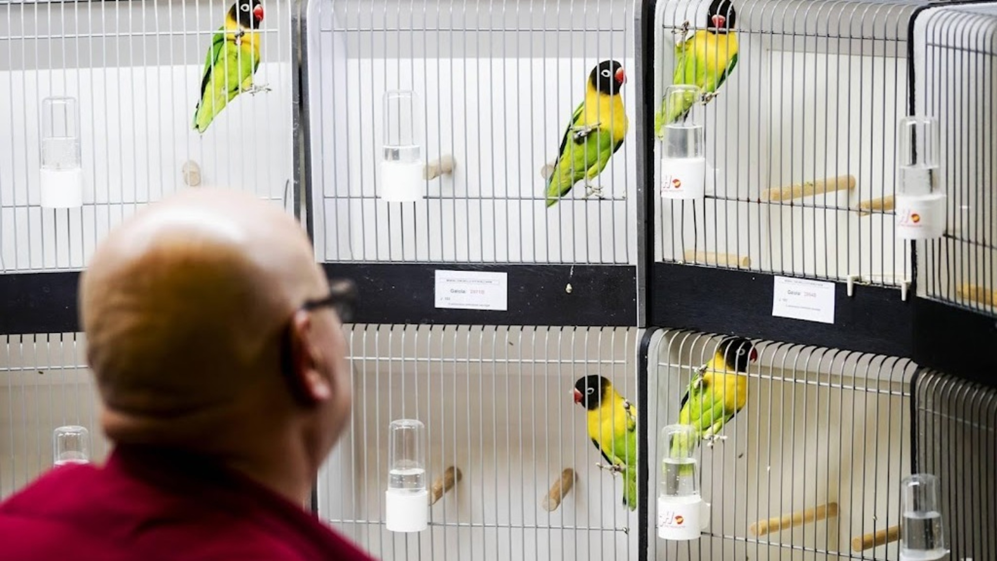 Songbird exhibitions allowed again despite bird flu