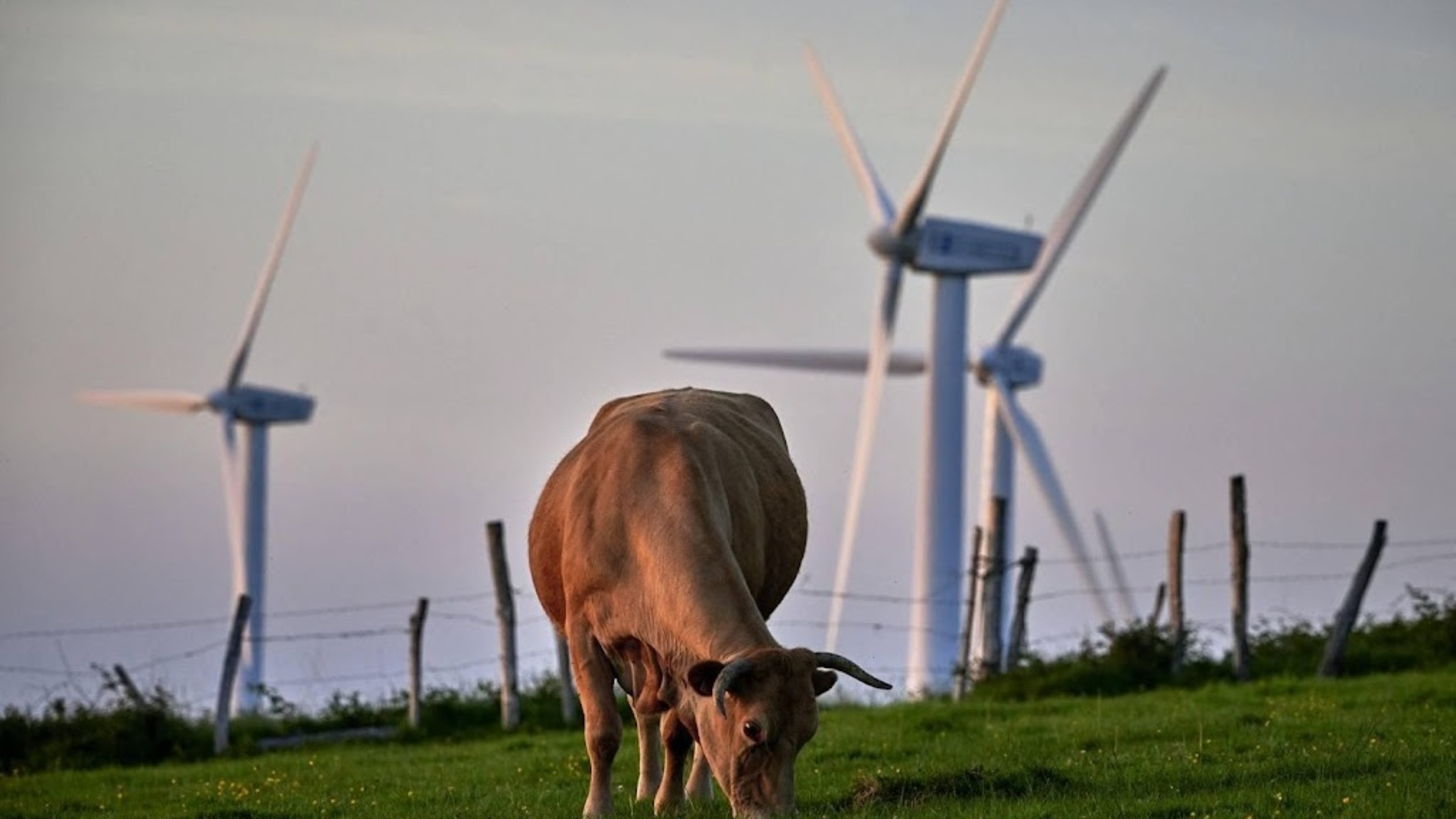 Groene Hart could still open to wind turbines next year