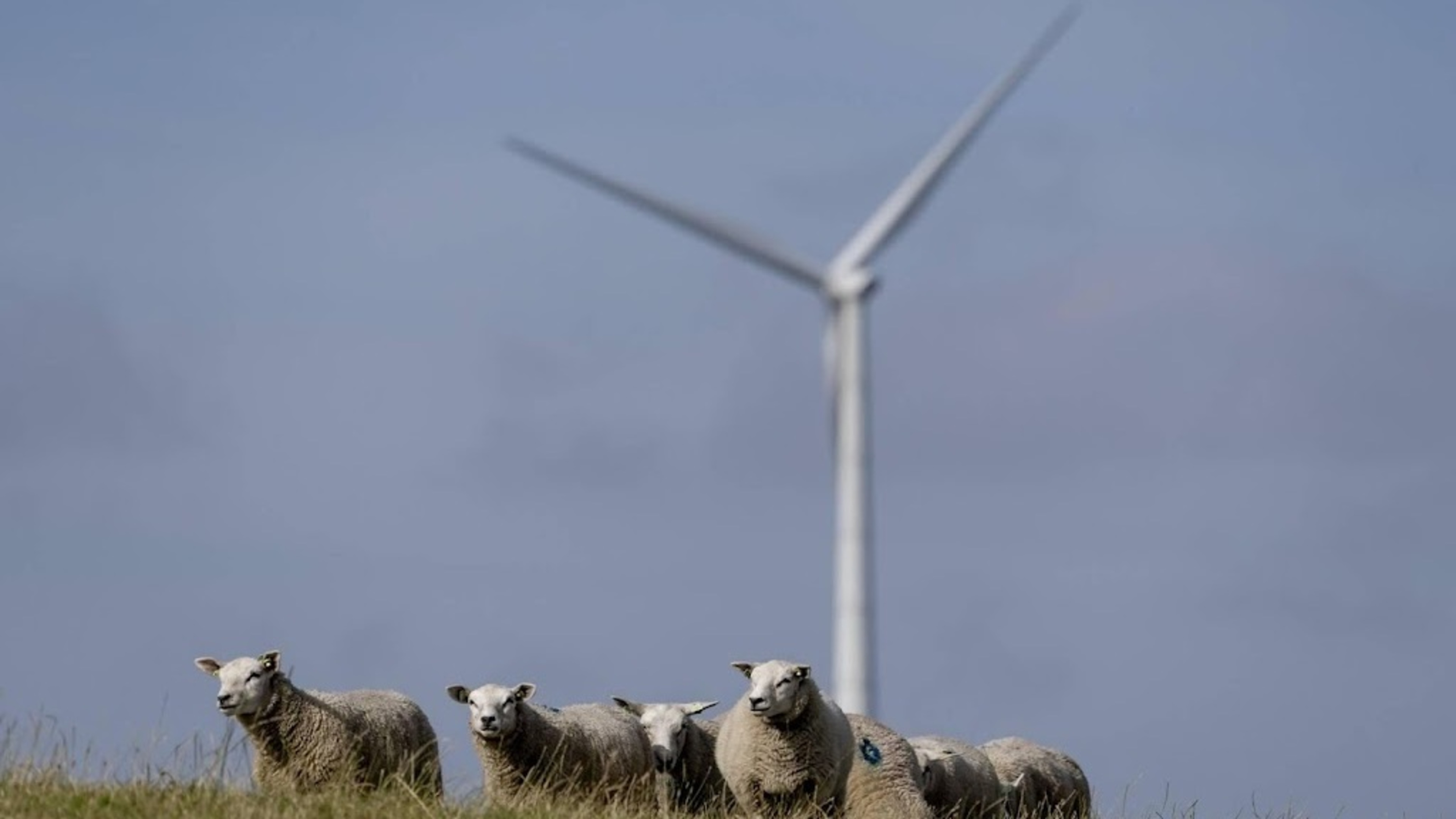 Green Heart digs in heels against wind turbines ahead of elections