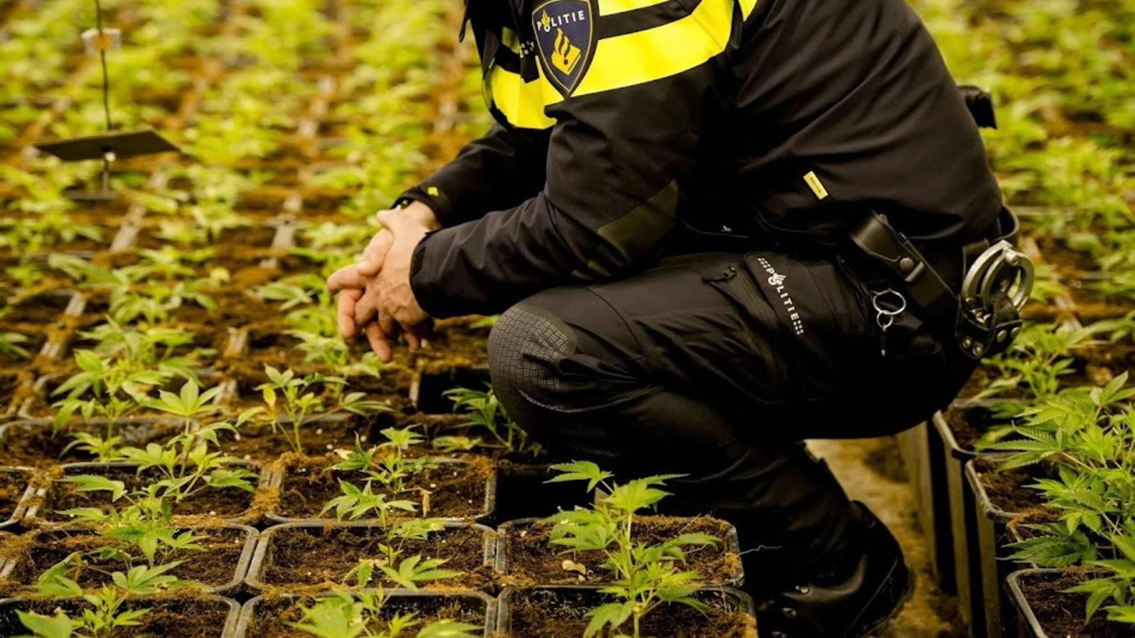 Five arrested after discovery of cannabis farm in Waalwijk