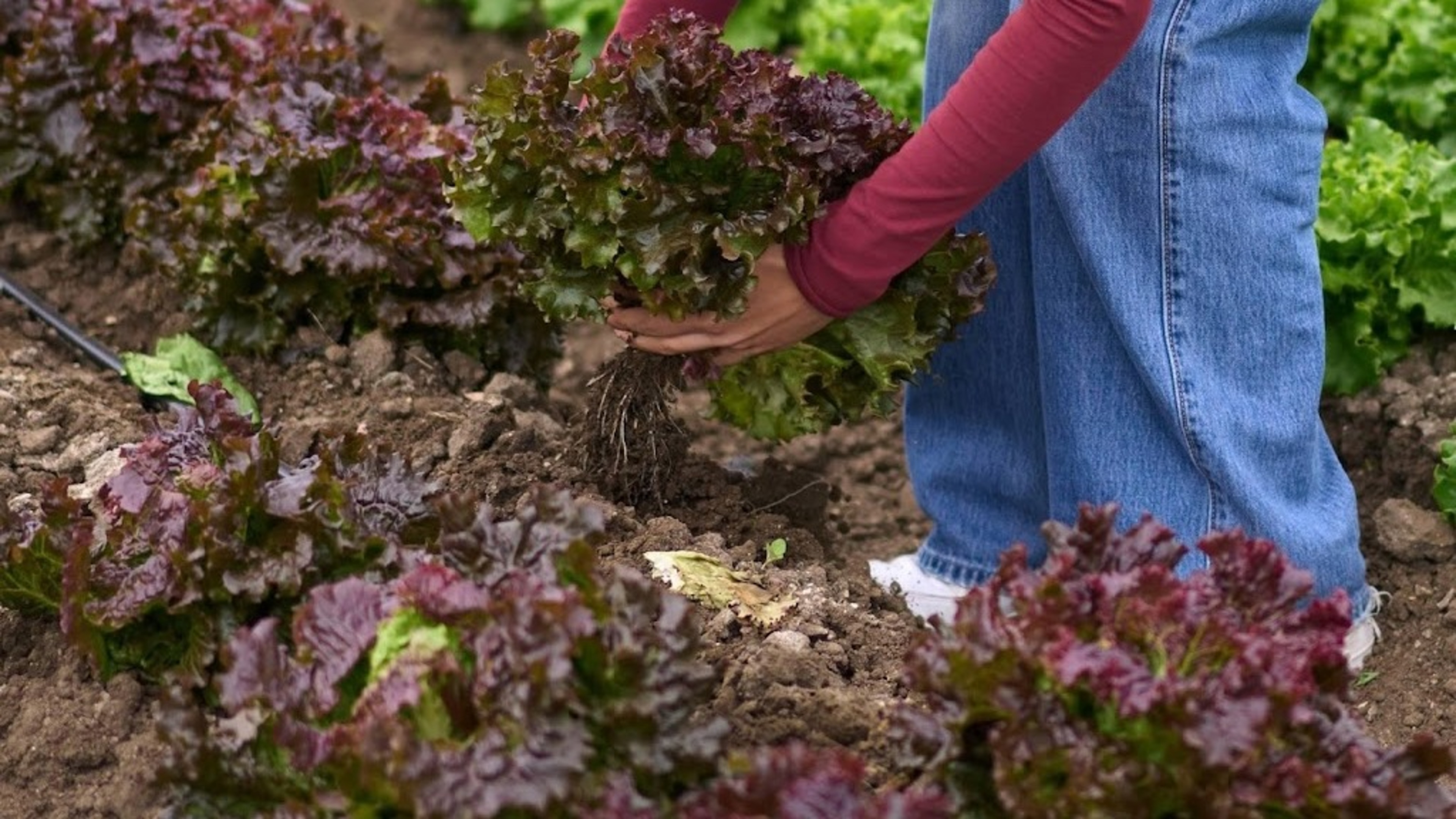 Consumers' Association: Peat-based potting soil harms nature and climate