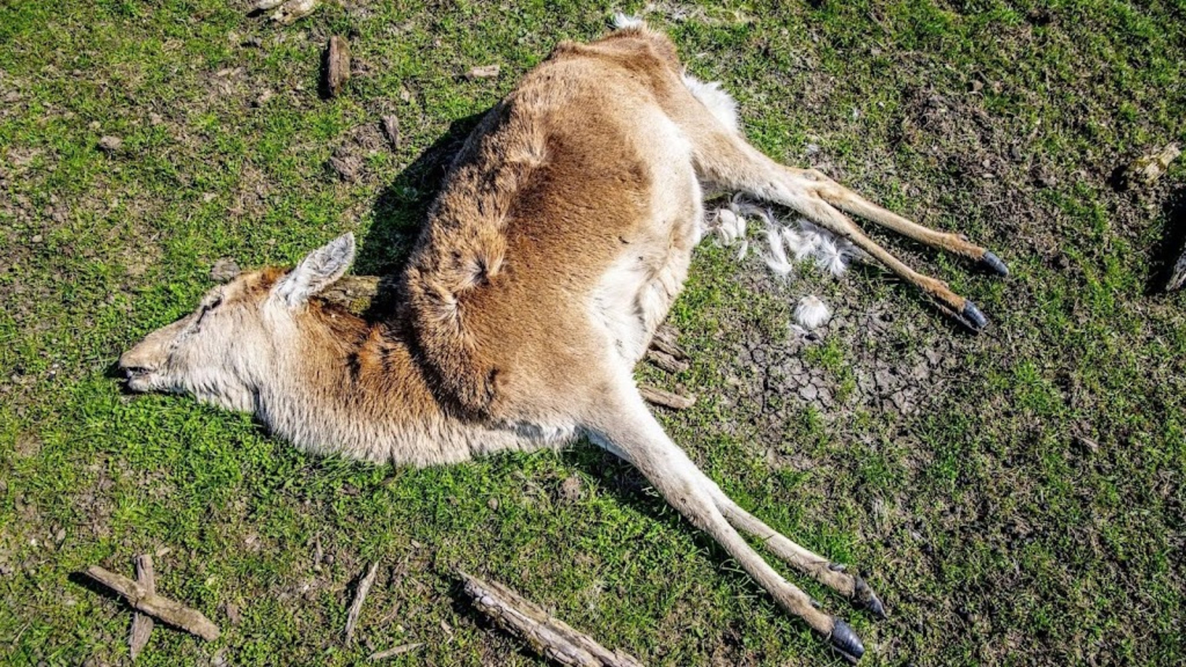 Flevoland mag van rechter edelherten in Oostvaardersplassen doden