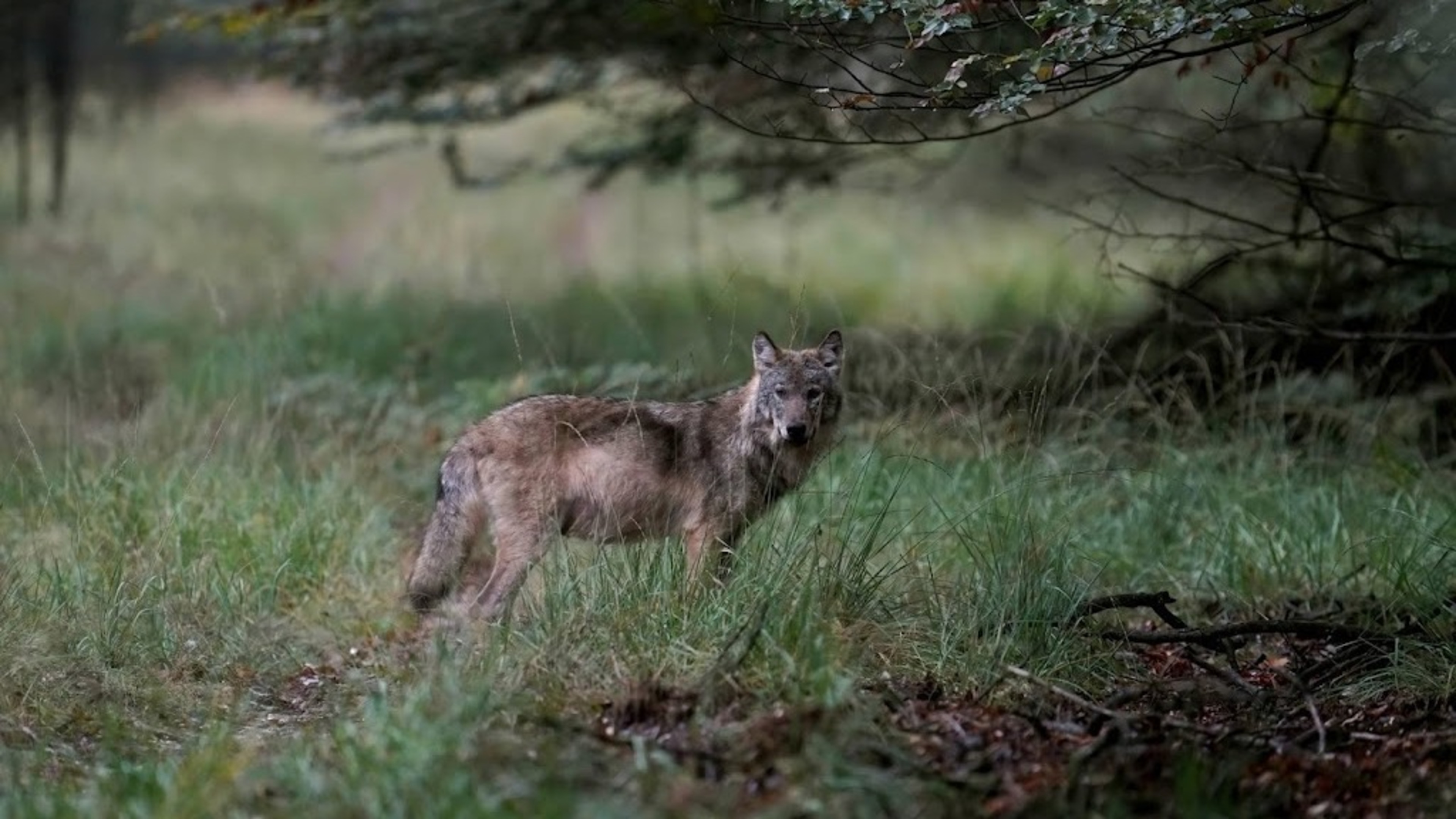 Wolf spotted in South Holland, the last Dutch province