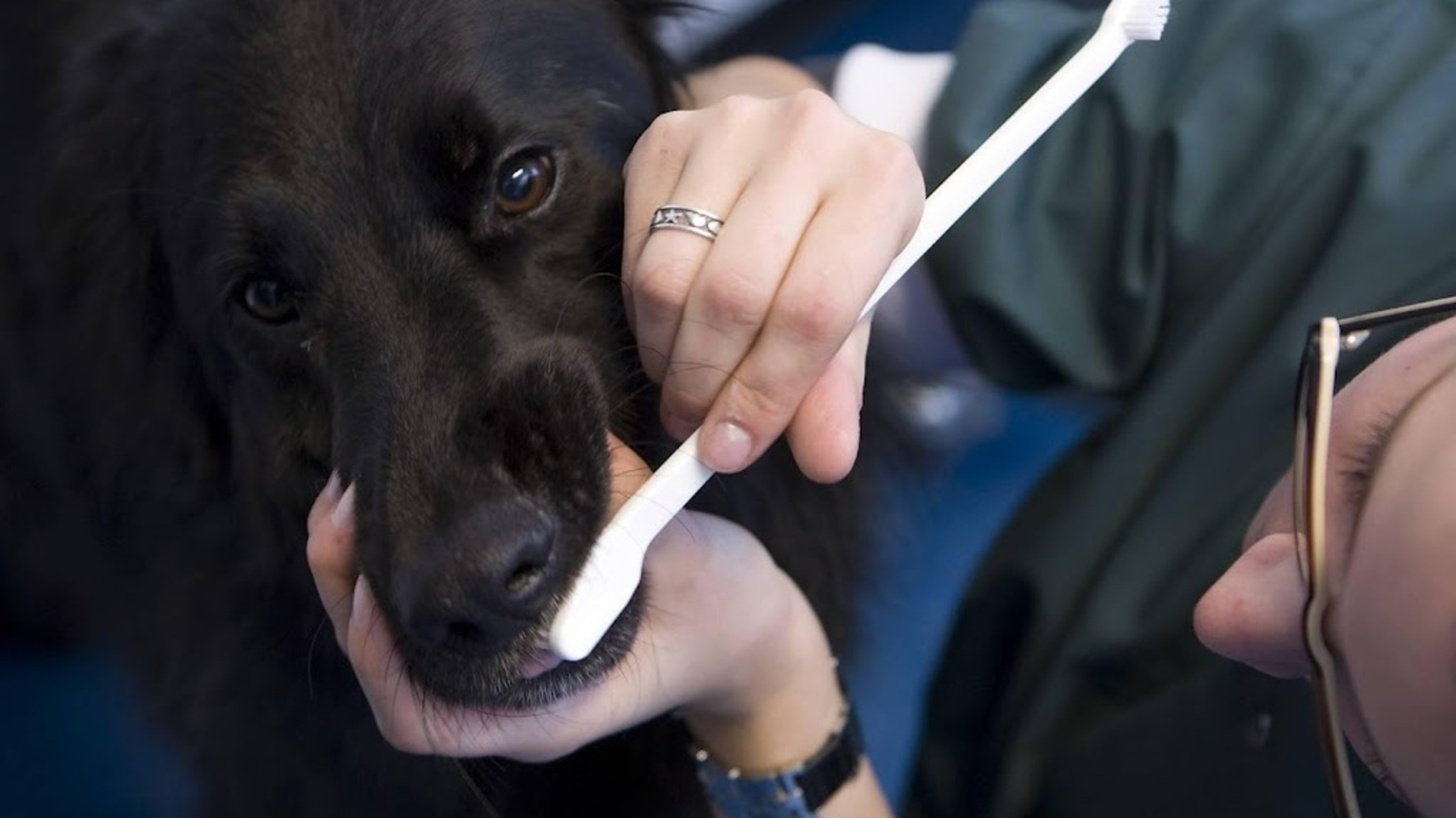 New law to tackle high vet prices and overtreatment