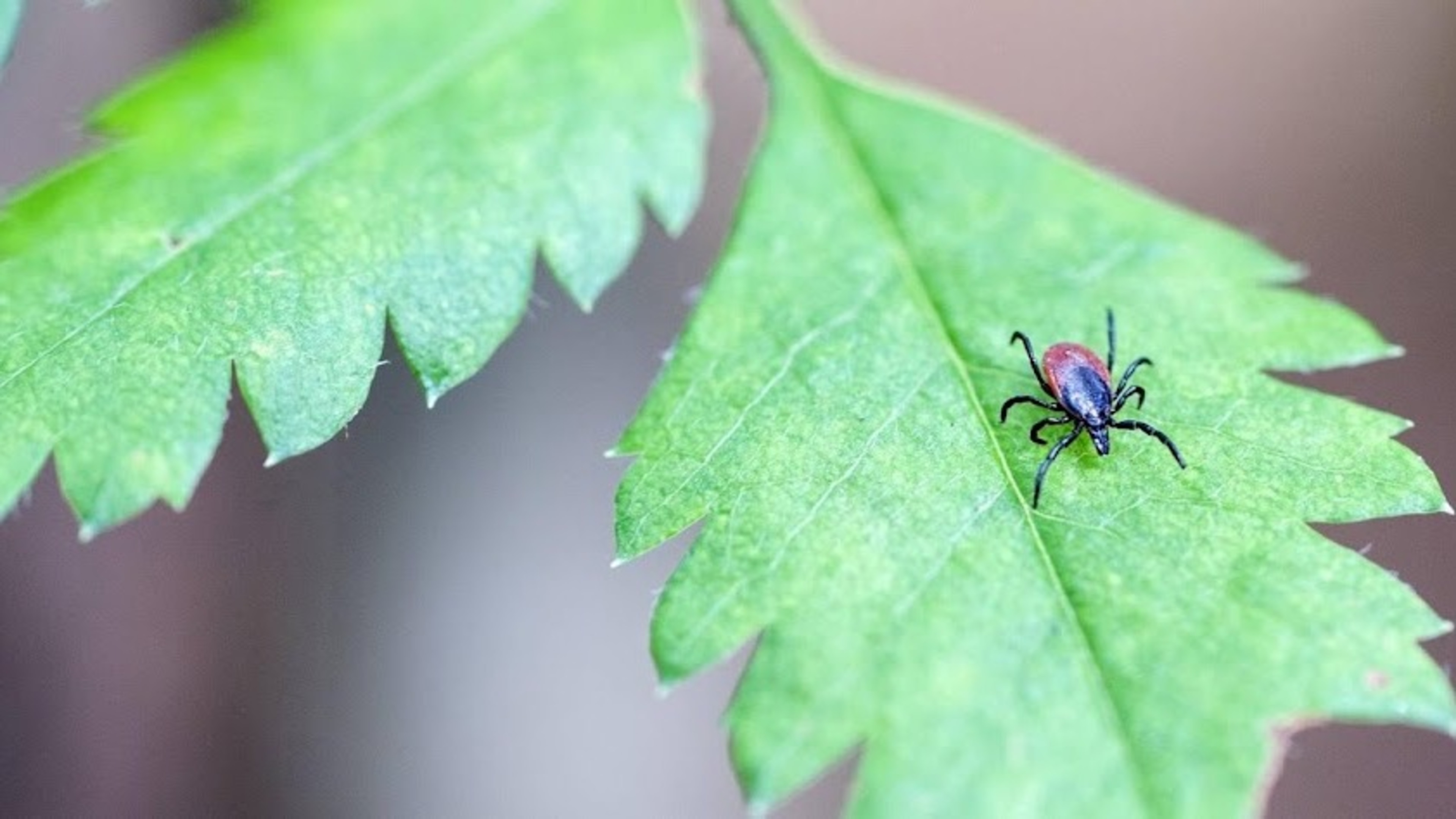 RIVM: check for ticks to prevent disease