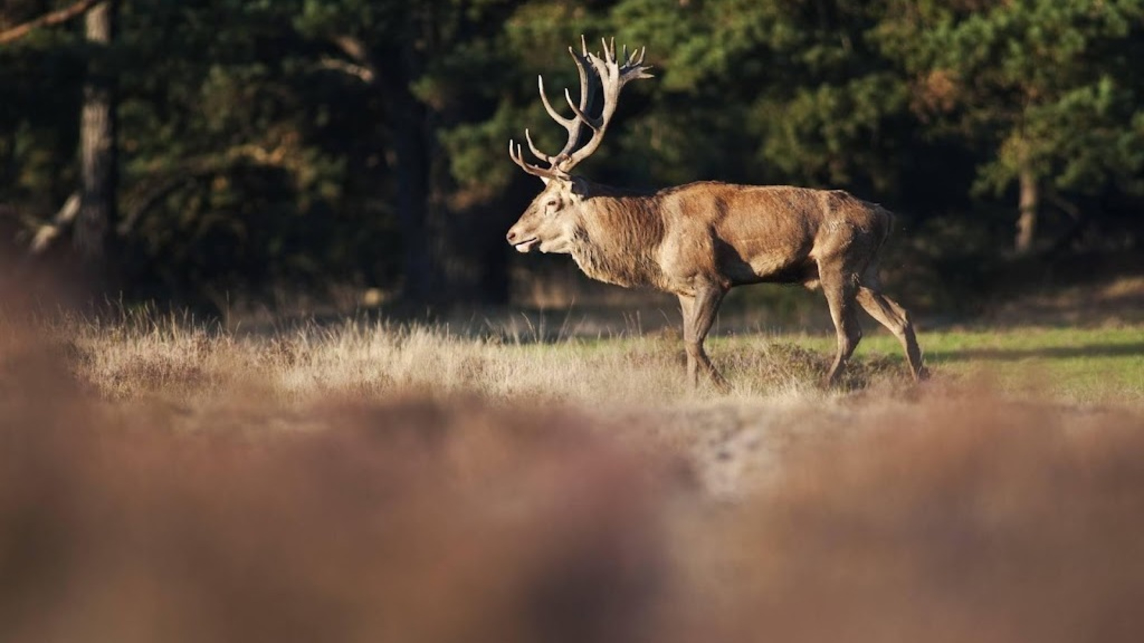 Hoge Veluwe opens long-closed wildlife bridge to red deer
