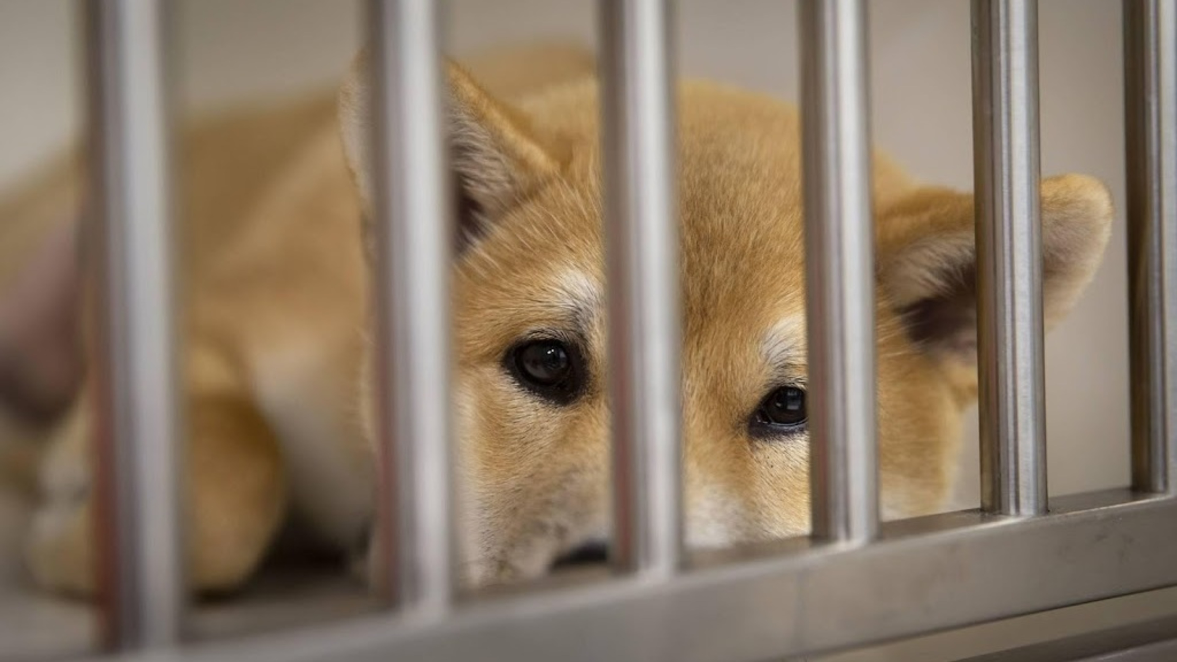 More reports to animal cruelty hotline in 2025
