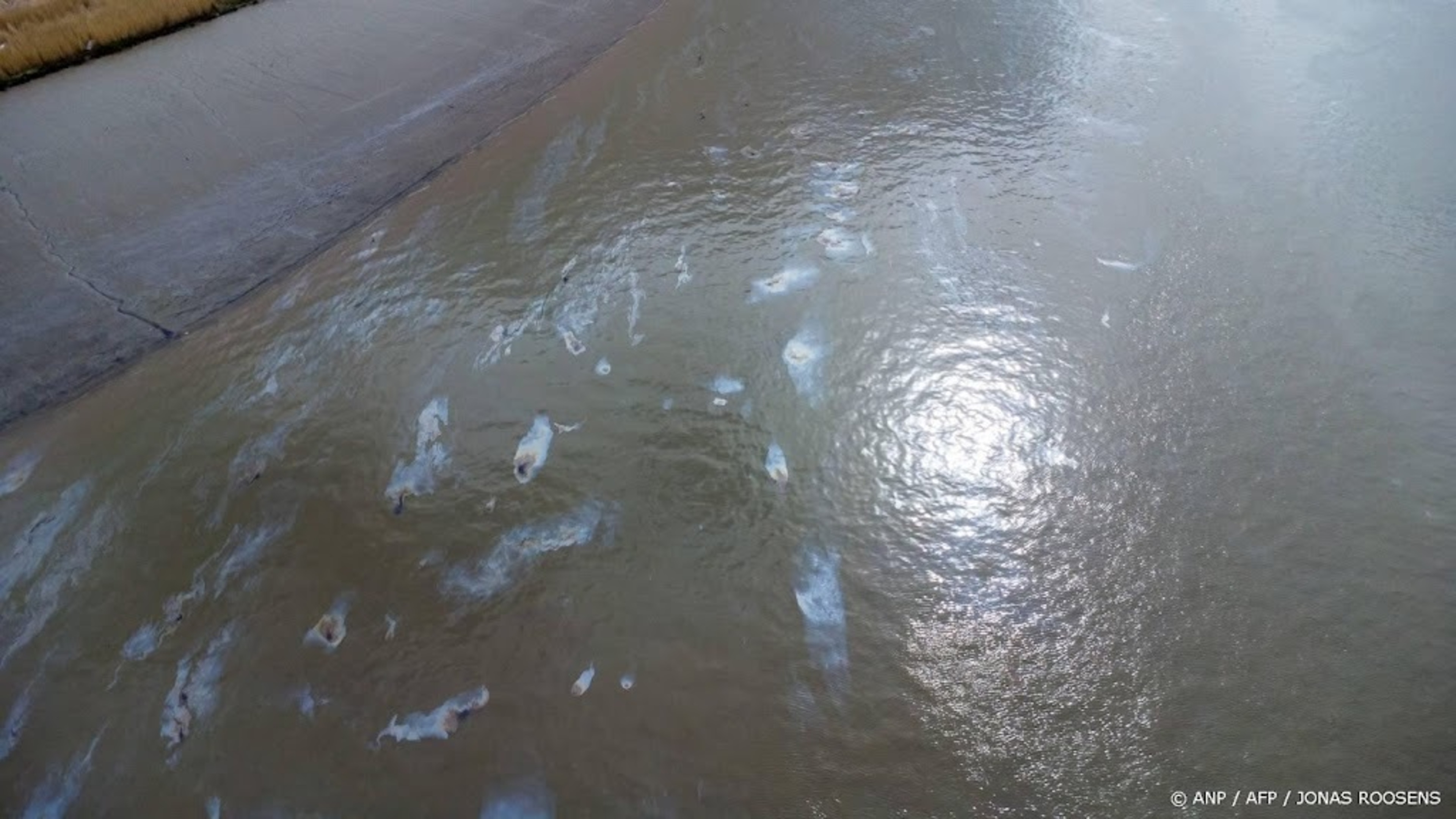 Spilled oil from Port of Antwerp enters Zeeland nature