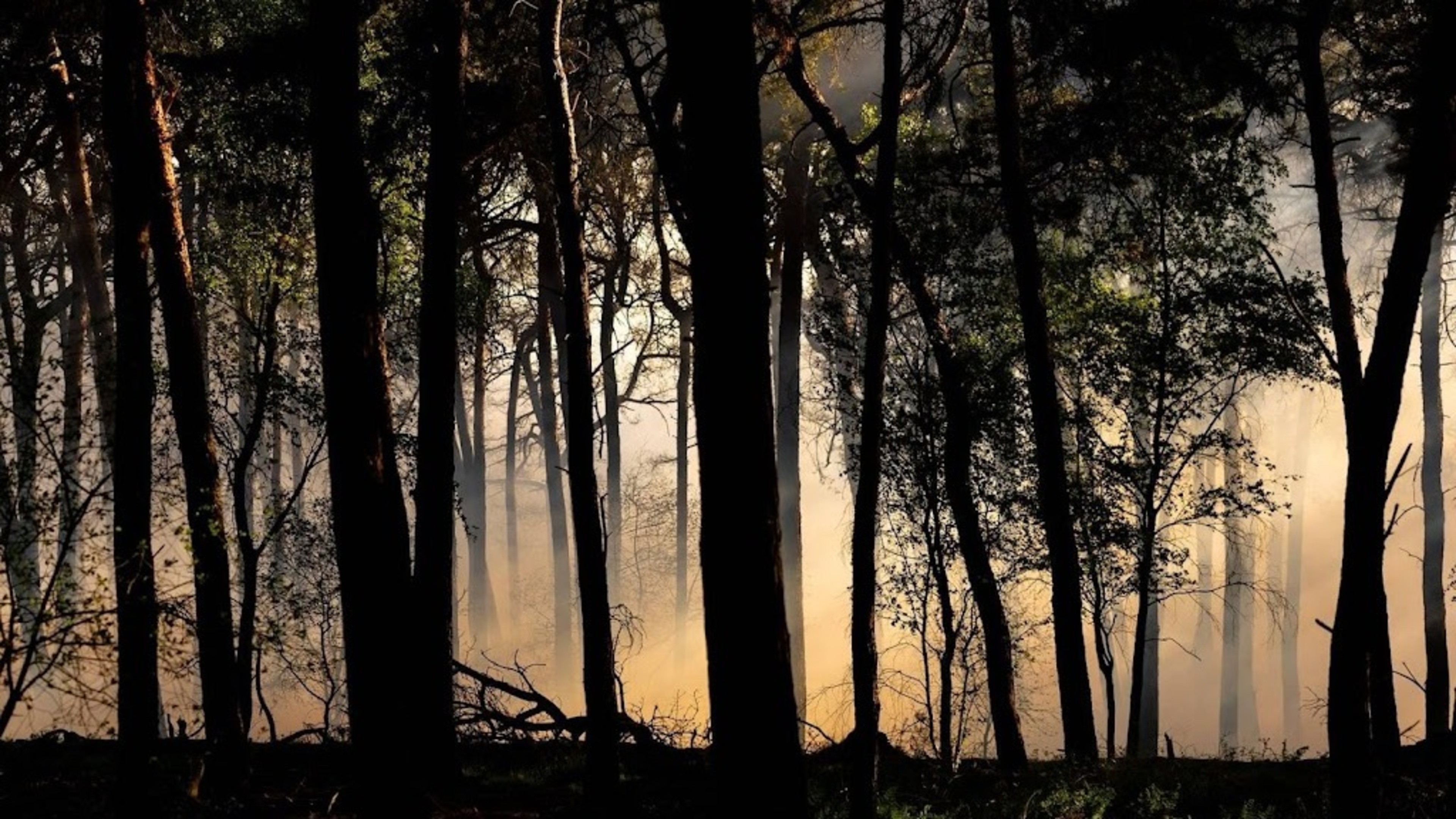 Exemption for forest clearing in Natura 2000 areas scrapped