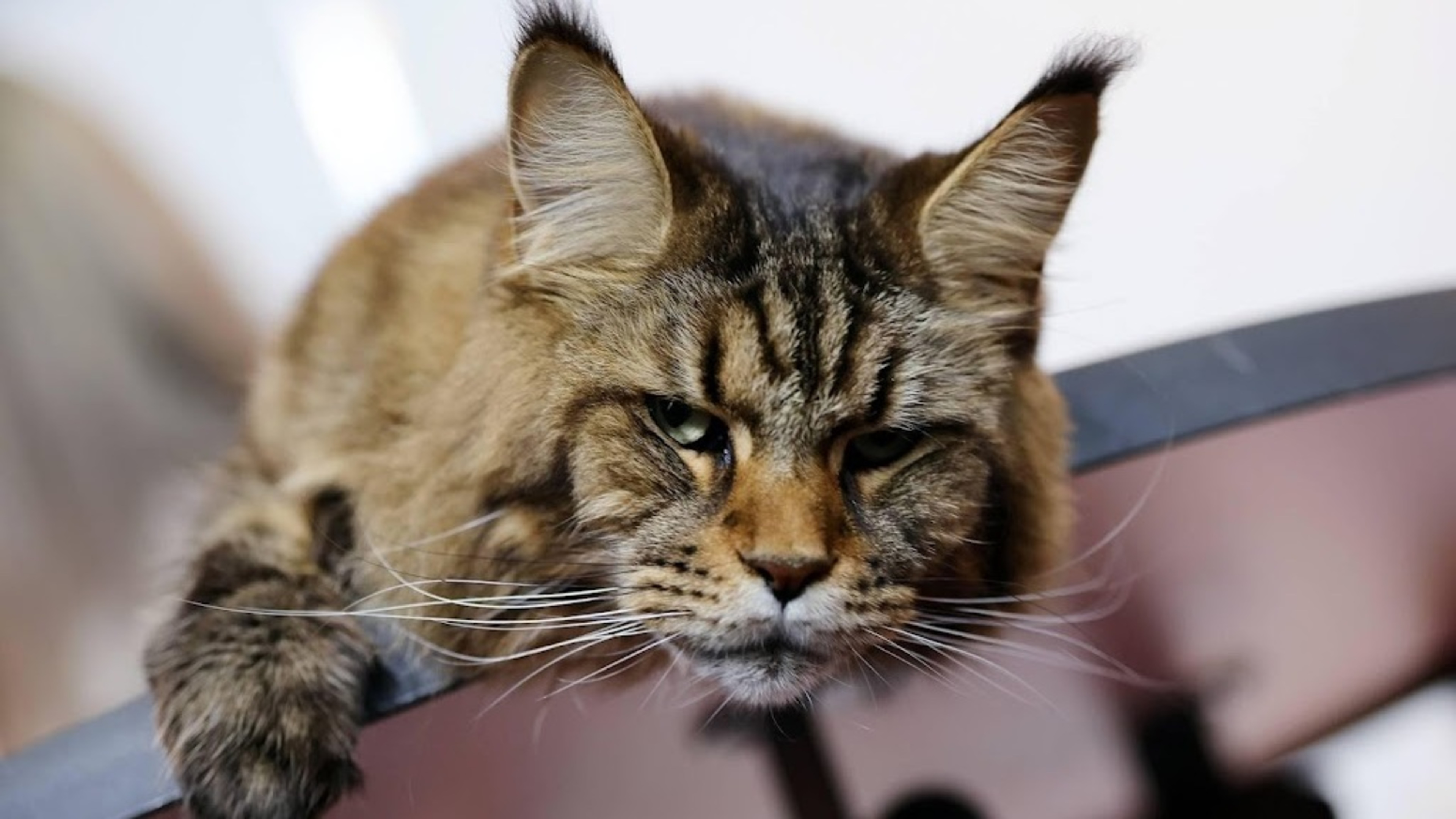 Supermarkets warn of possible plastic in pet food