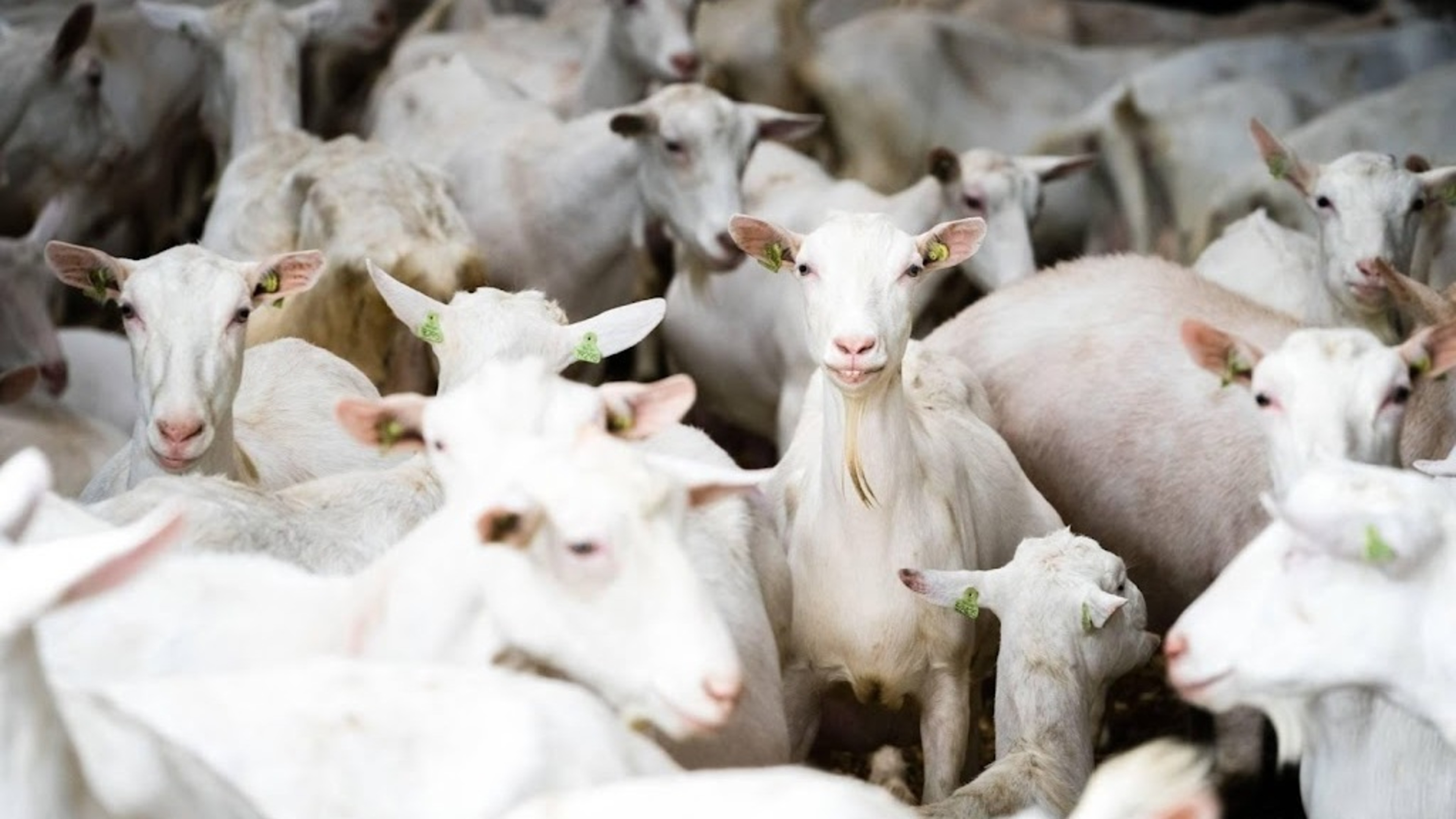 Number of mega-farms increasing according to Wakker Dier
