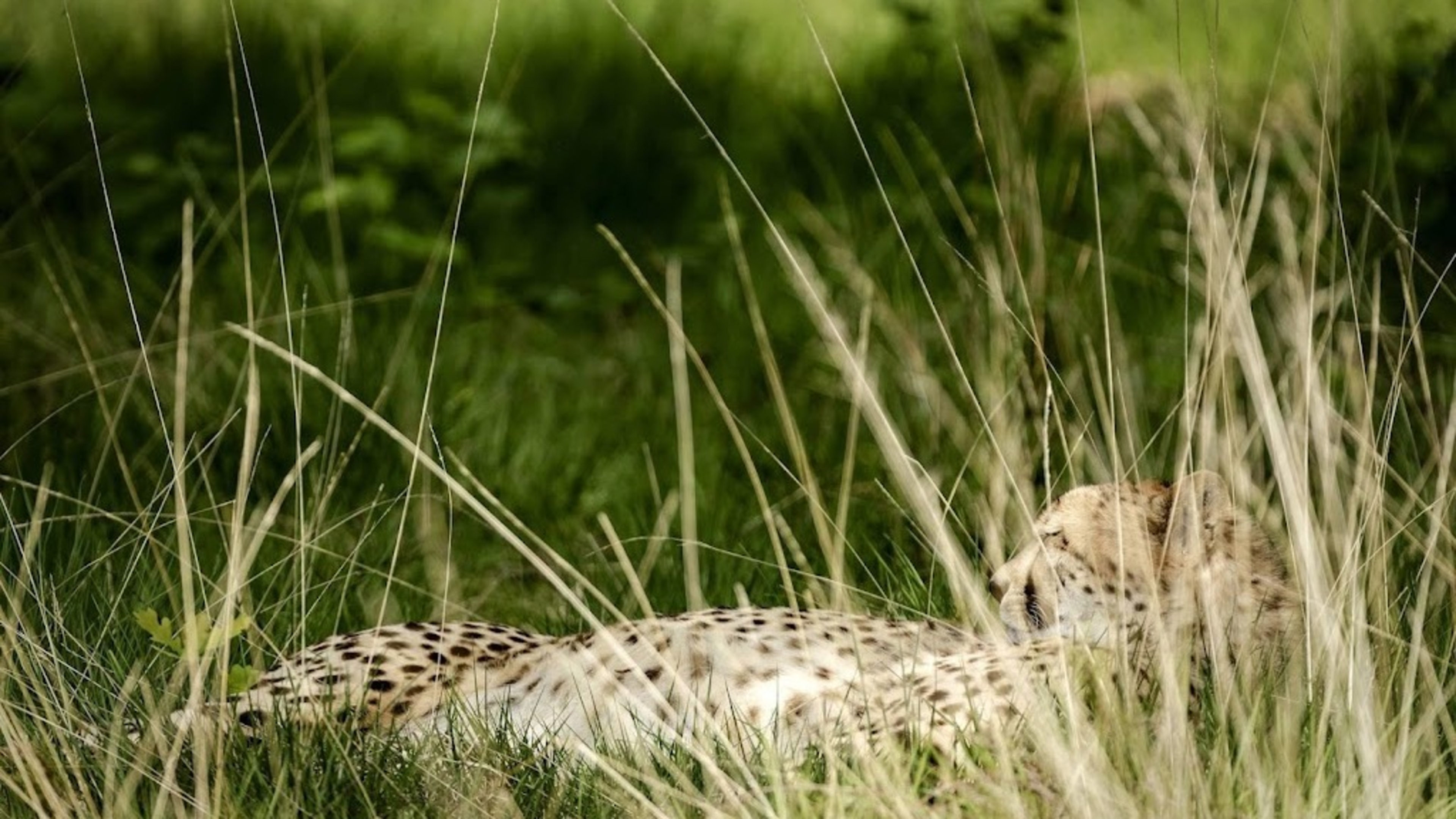 Cheetah escapes enclosure at Beekse Bergen, park closed