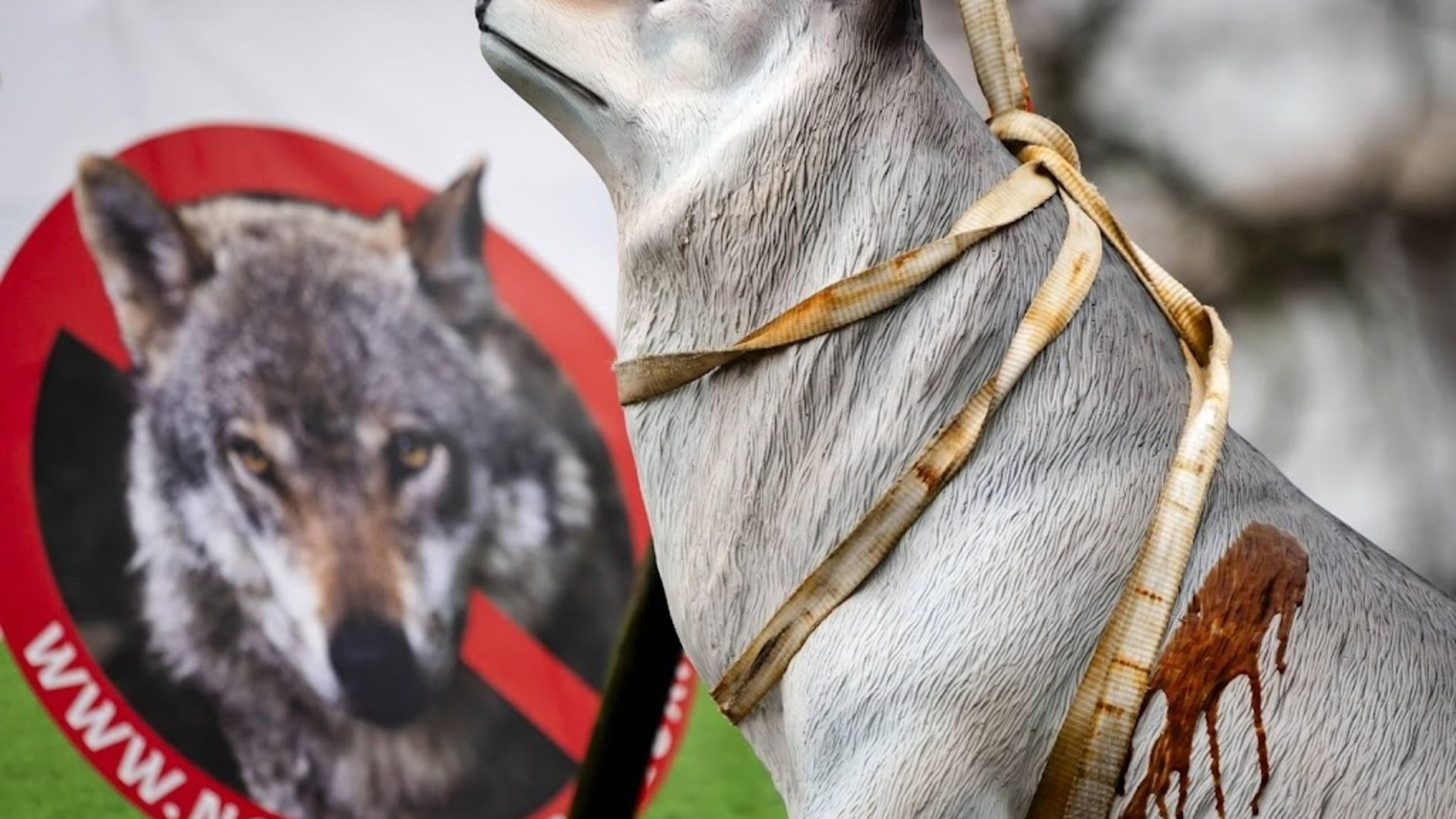 Study: Dozens of wolves poached in the Netherlands with impunity