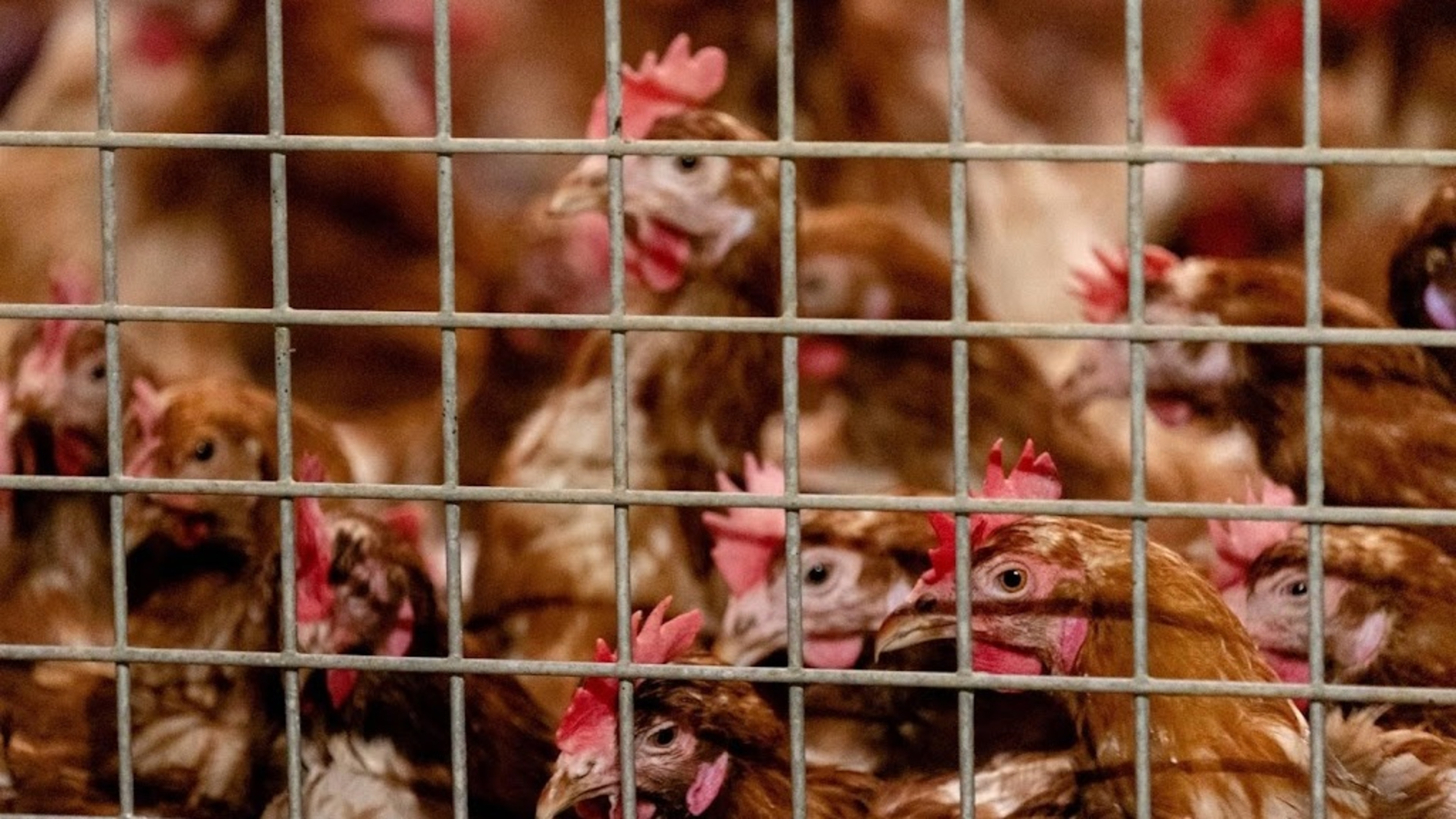Poultry injuries before slaughter decreasing but still occur