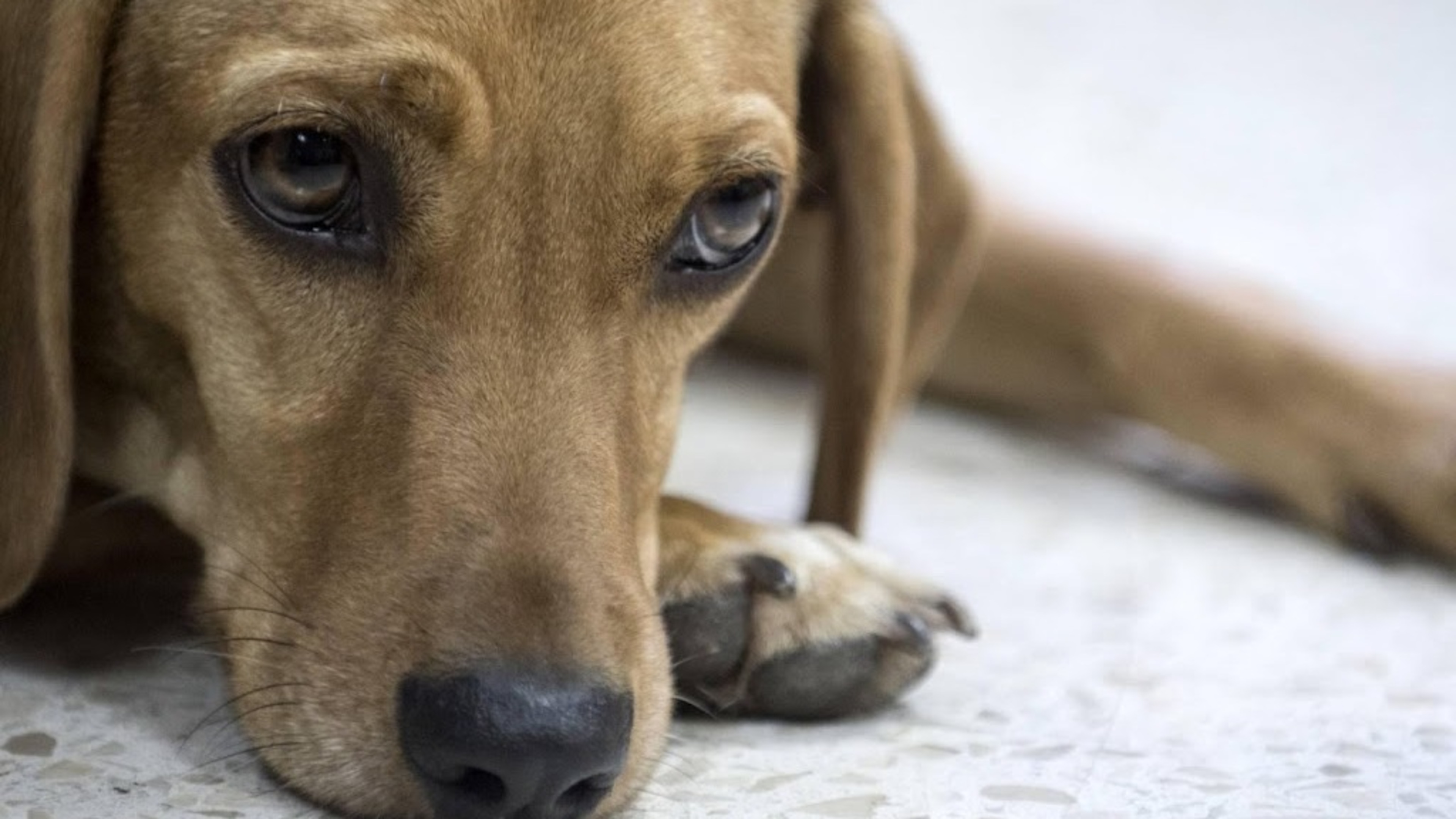 Vets and inspectors see more severe pet neglect