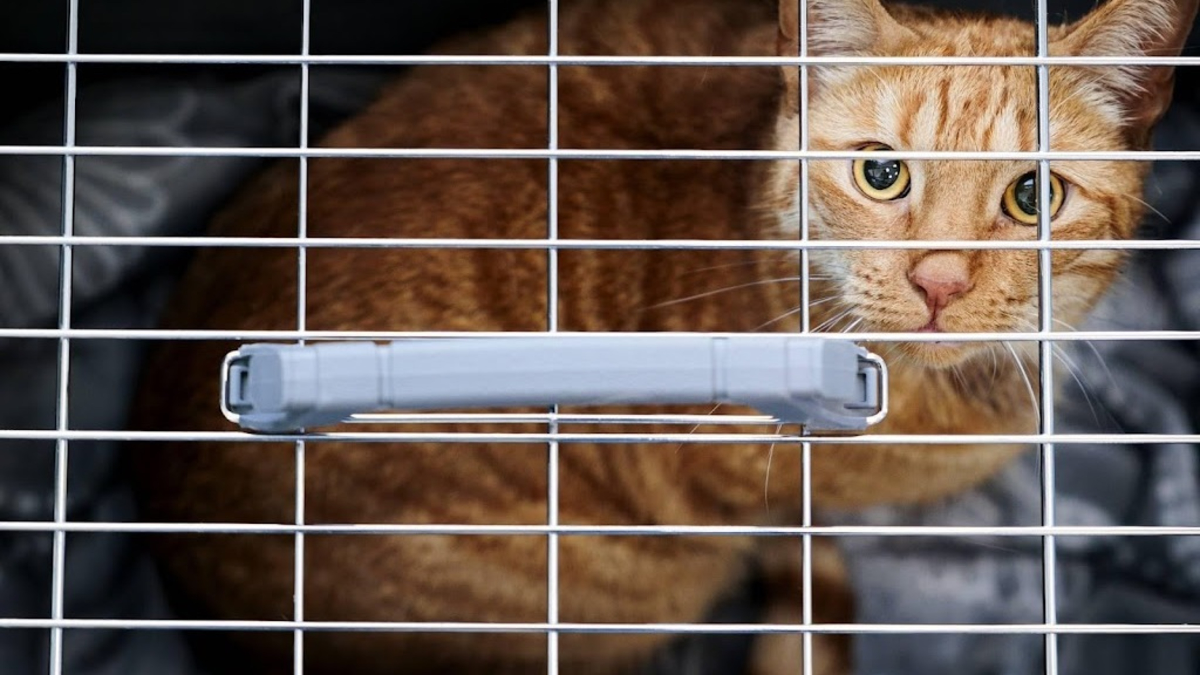 9 pets found dead in Bergentheim, possibly poisoned