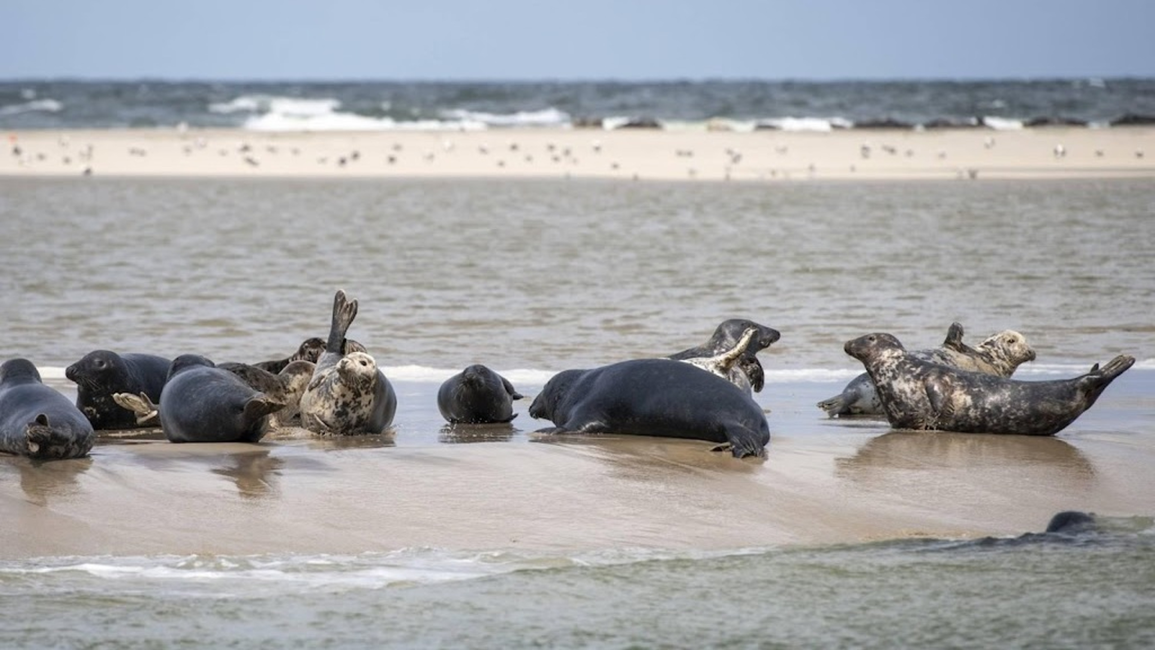 Wadden Sea nature under great pressure, ministry says