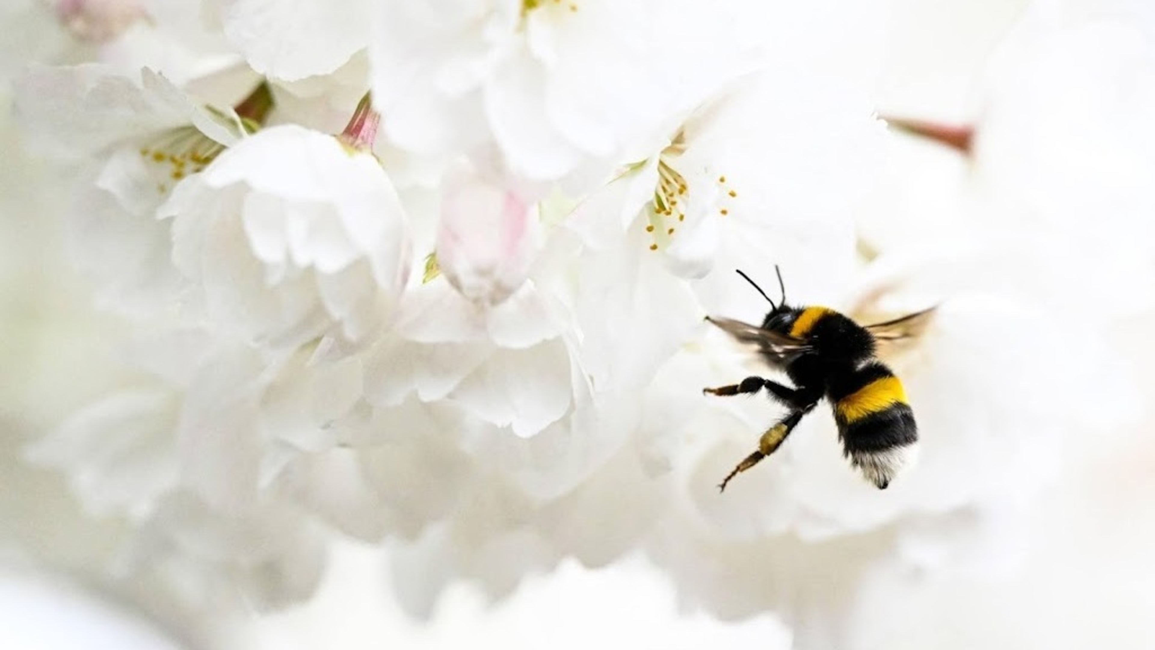 Low bumblebee numbers recorded again in National Bee Count