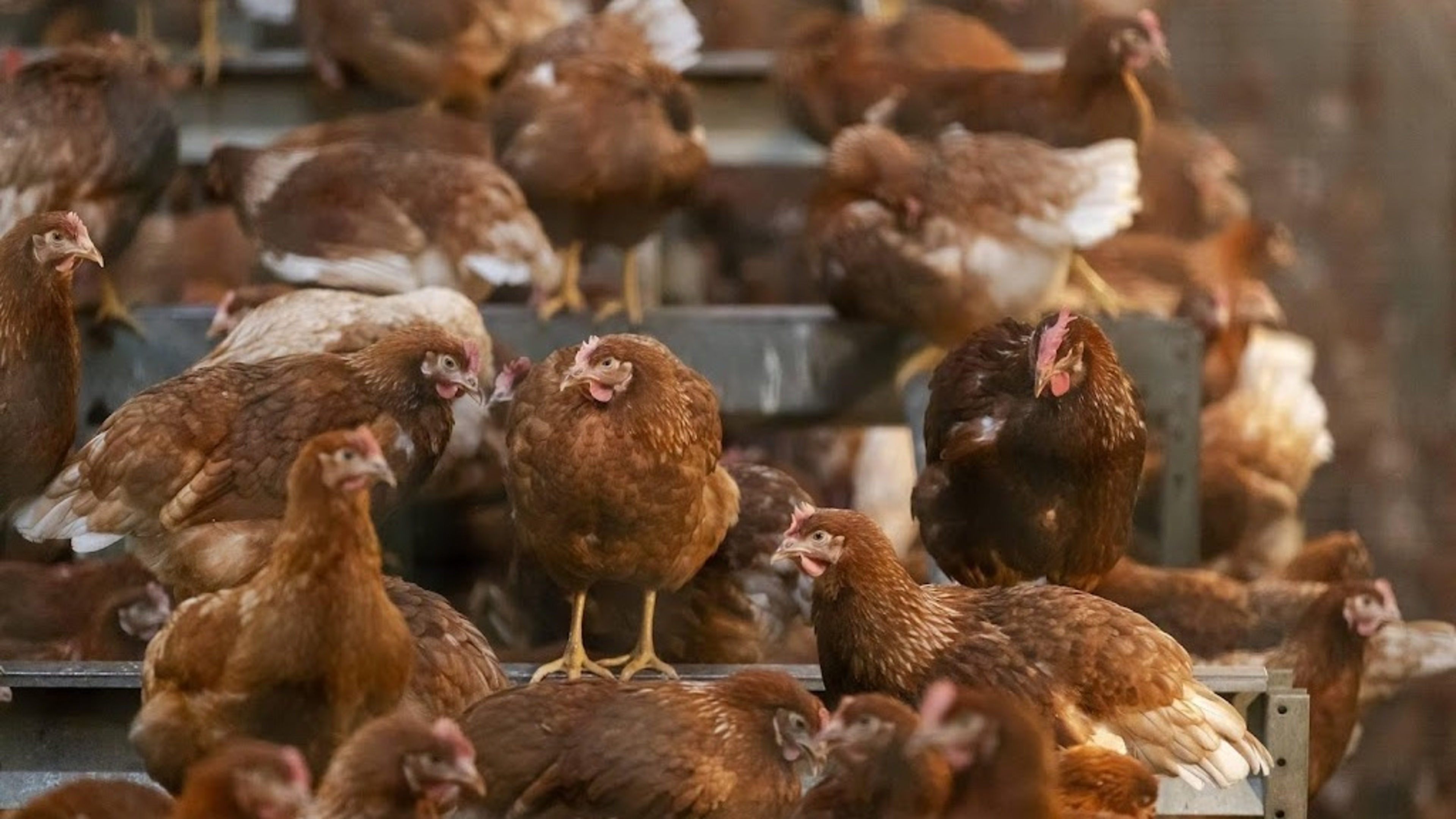 Poultry housing order lifted, except in Gelderse Vallei