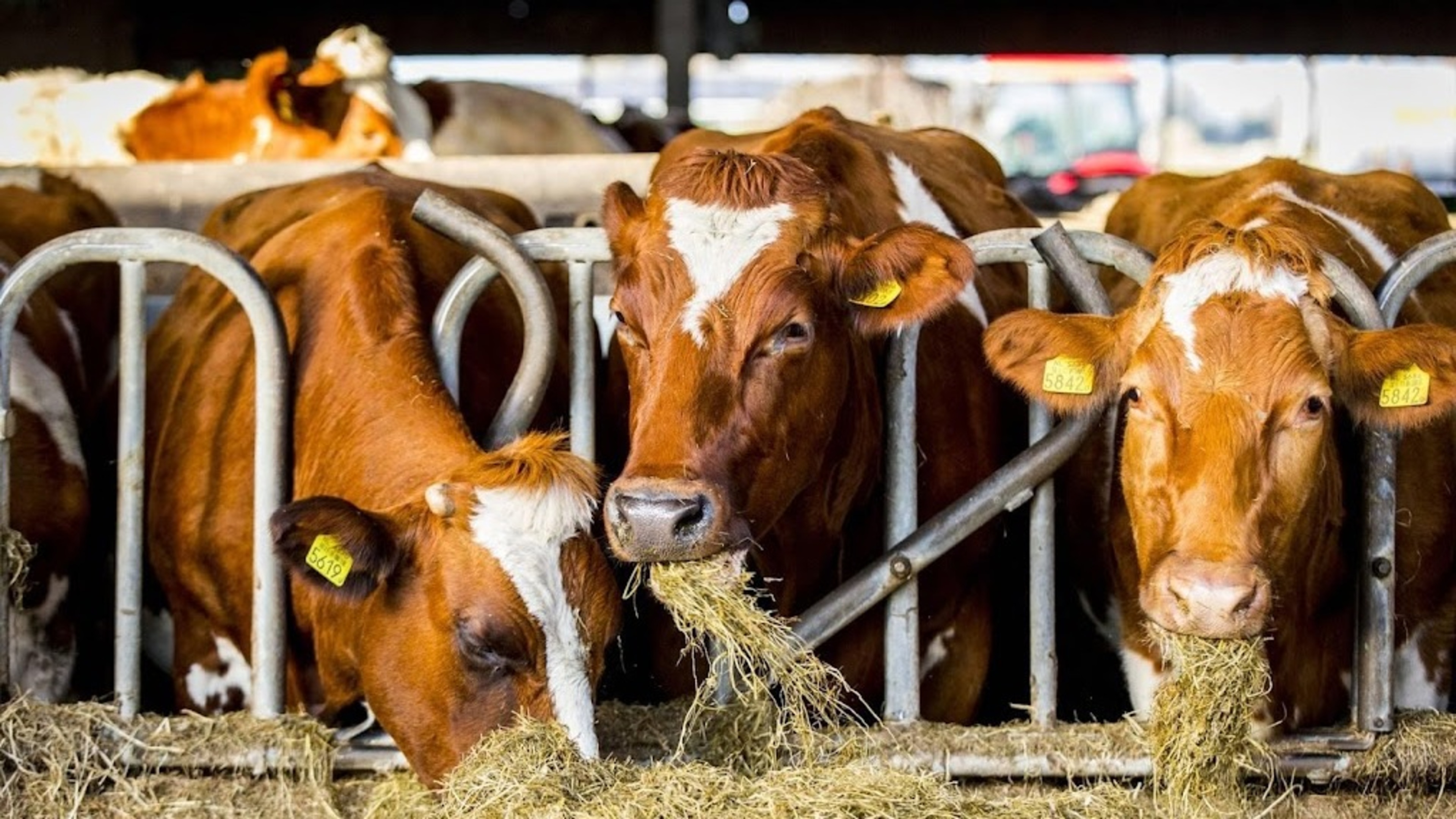 Pregnant dairy cows often sent to slaughter, NVWA investigating