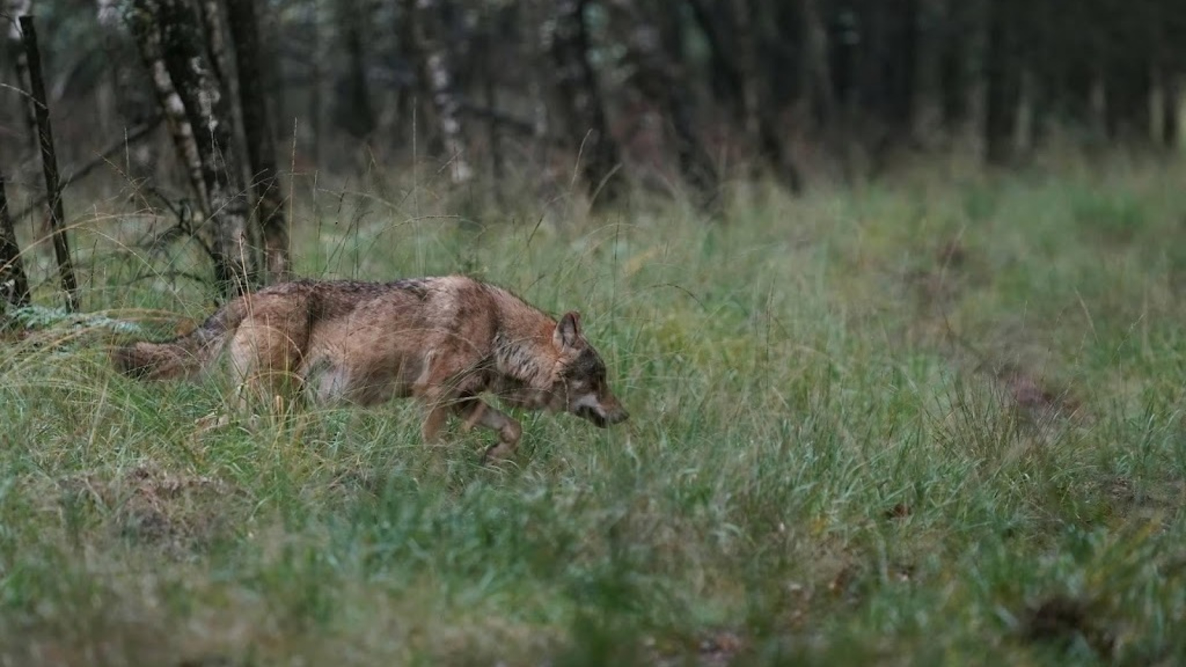 Animal rights activists call new wolf regulations hot air