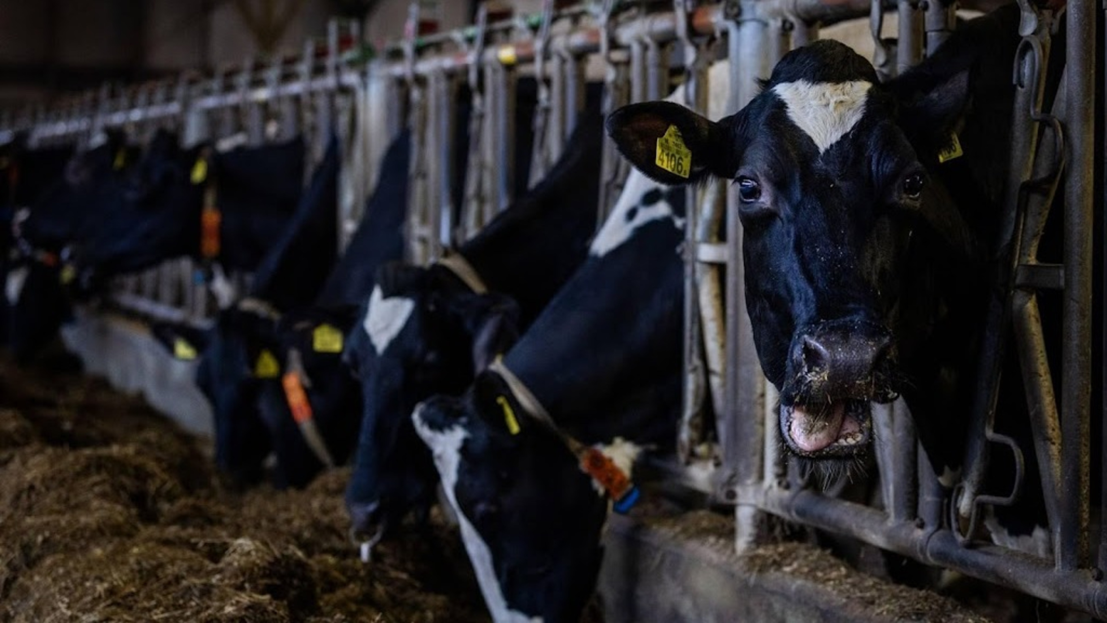 Fines for companies that abuse animals up 40 percent