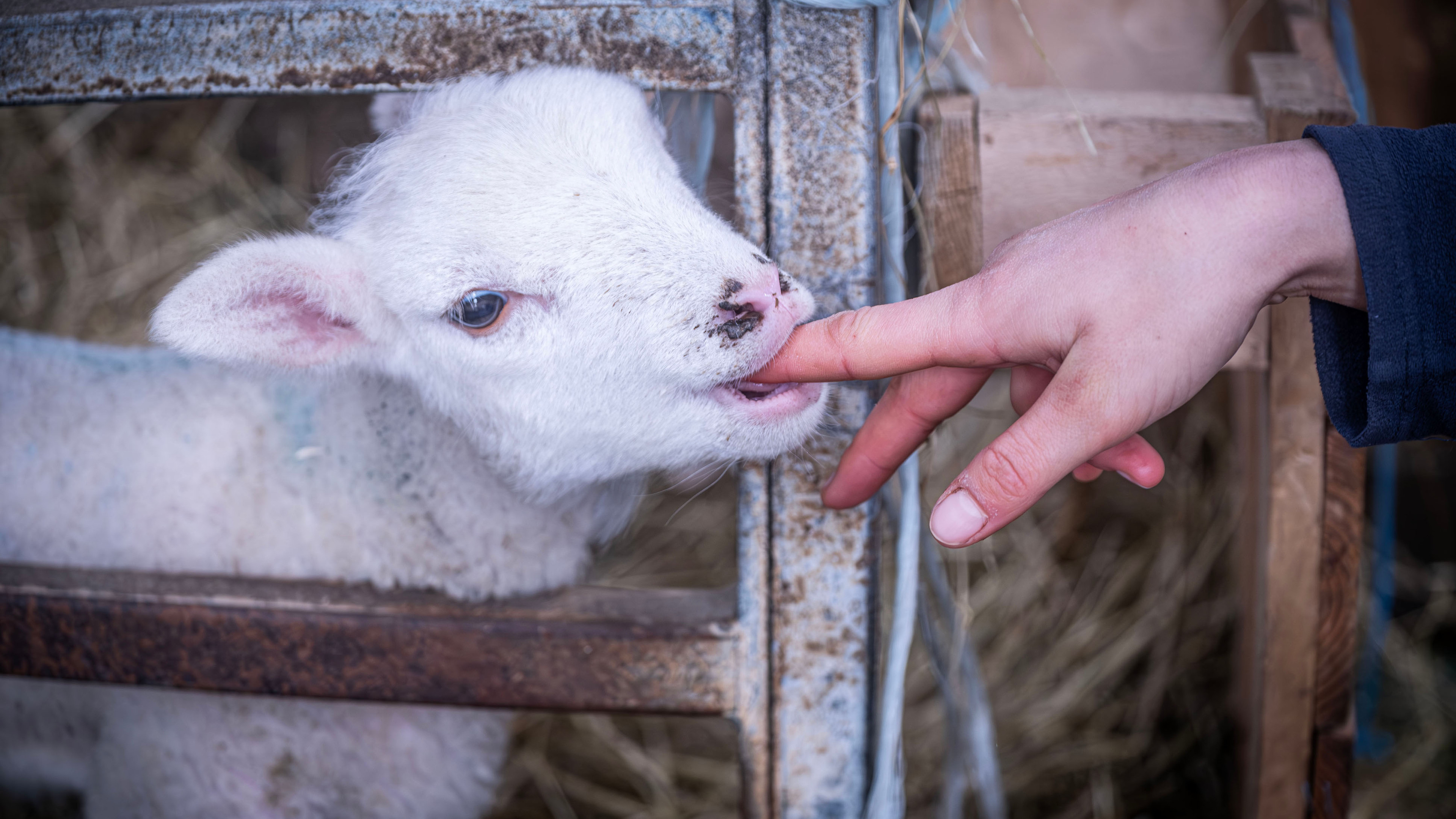 At the organic sheep farm: These sheep may give less milk, but the quality is higher and the animals are healthier