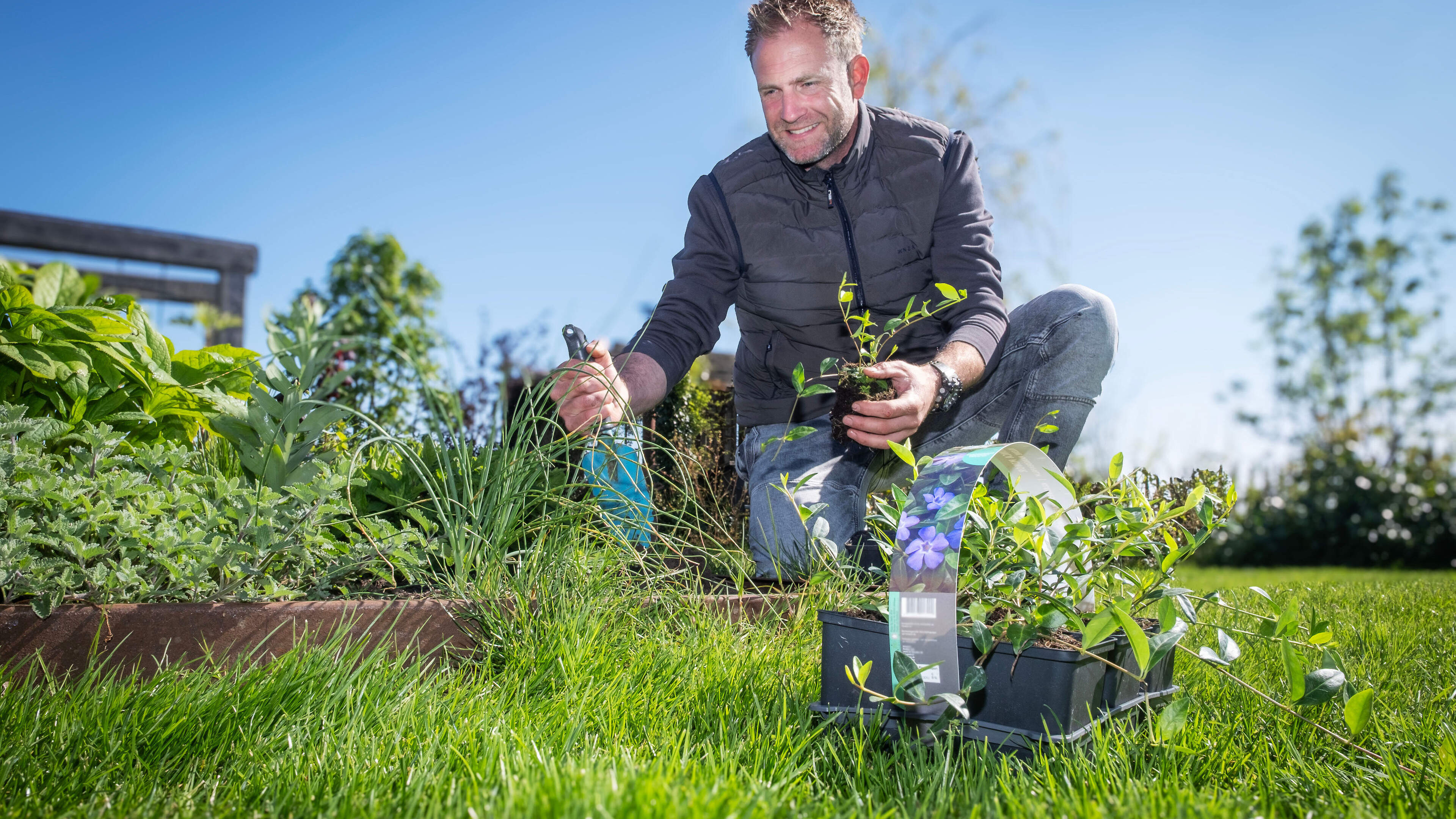 Anneke's ground cover keeps disappearing. Farmer Tom: 'It might not be the plant itself, but your garden'