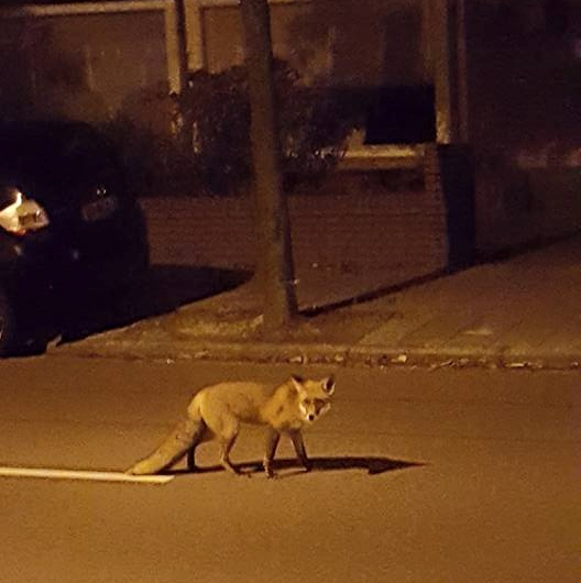 Vos laat zich vaker zien op straat in Den Helder