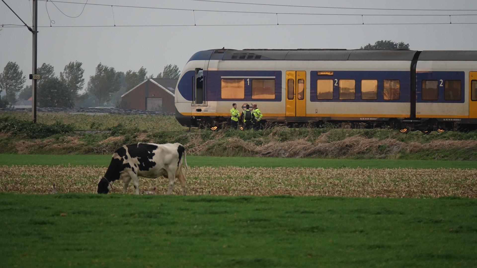 Koe overleden bij botsing met trein bij Spierdijk, tijdelijk geen treinen tussen Heerhugowaard en Ho