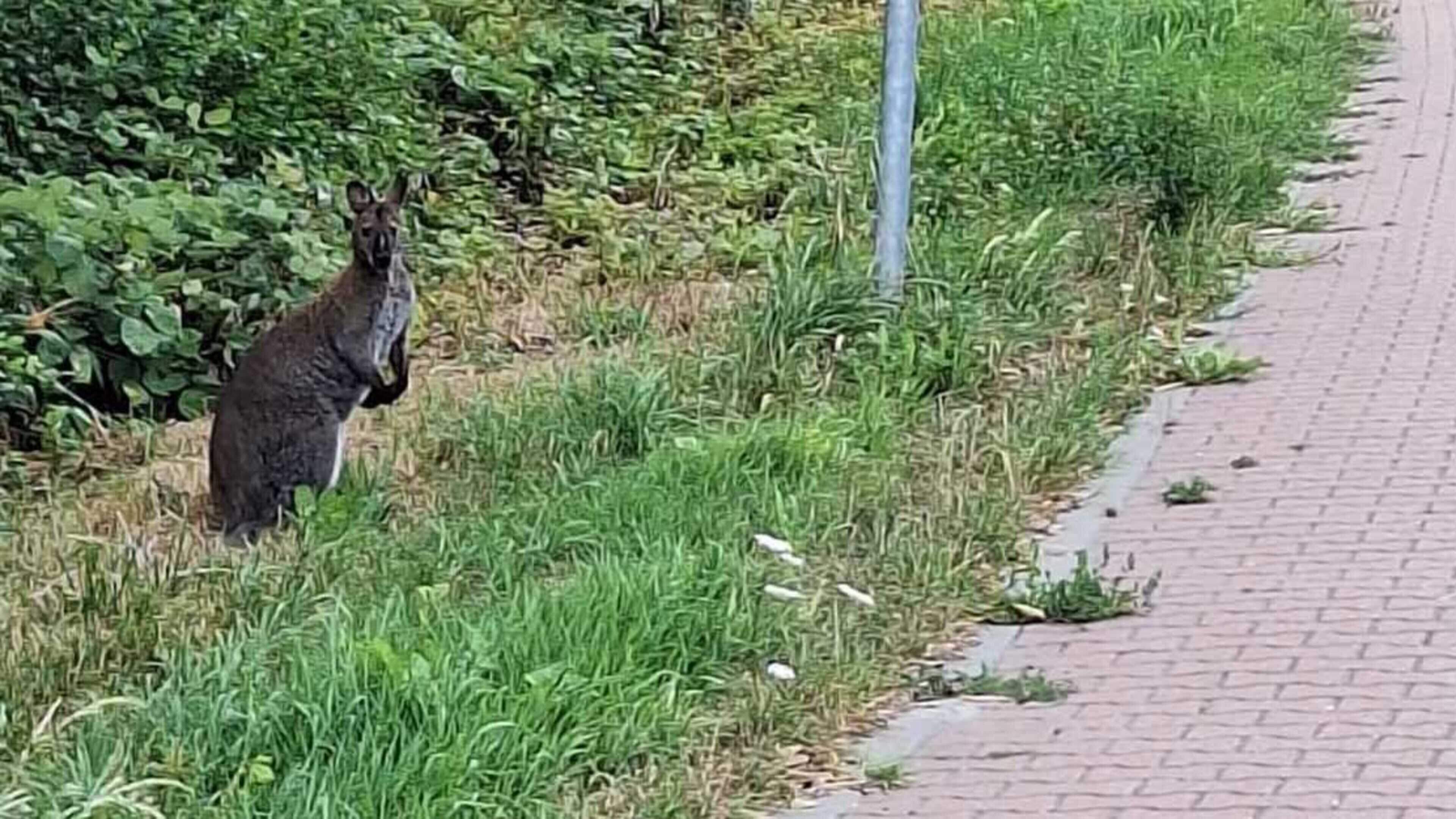 Politie zoekt zich suf naar rondspringende wallaby in Middenmeer: ’Hij laat zich niet zomaar vangen’