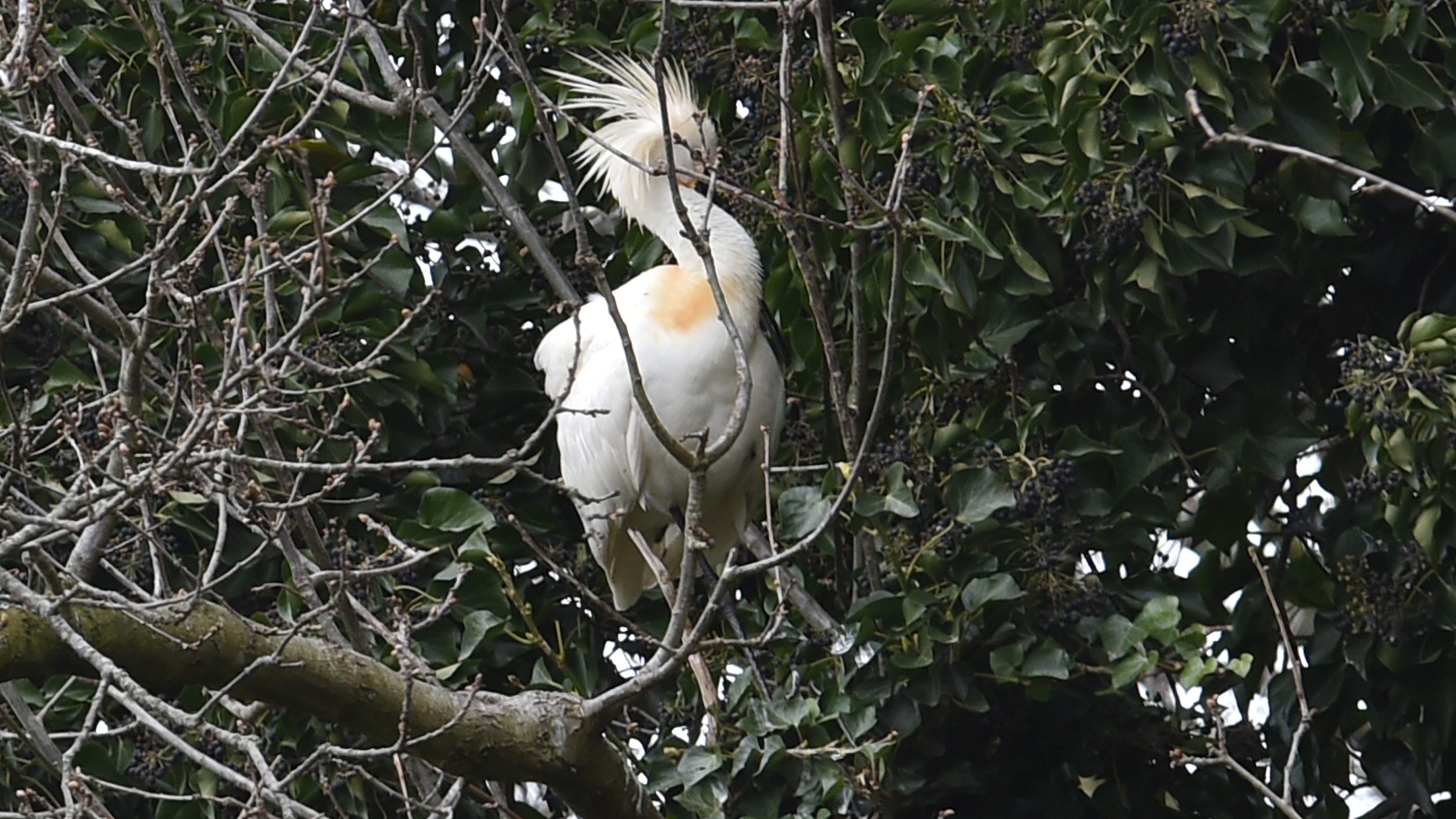 Spoonbills back in the Molenbos. Nests high in the trees