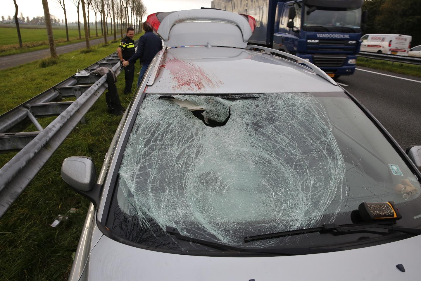 Gans smakt tegen auto op A7 bij Twisk