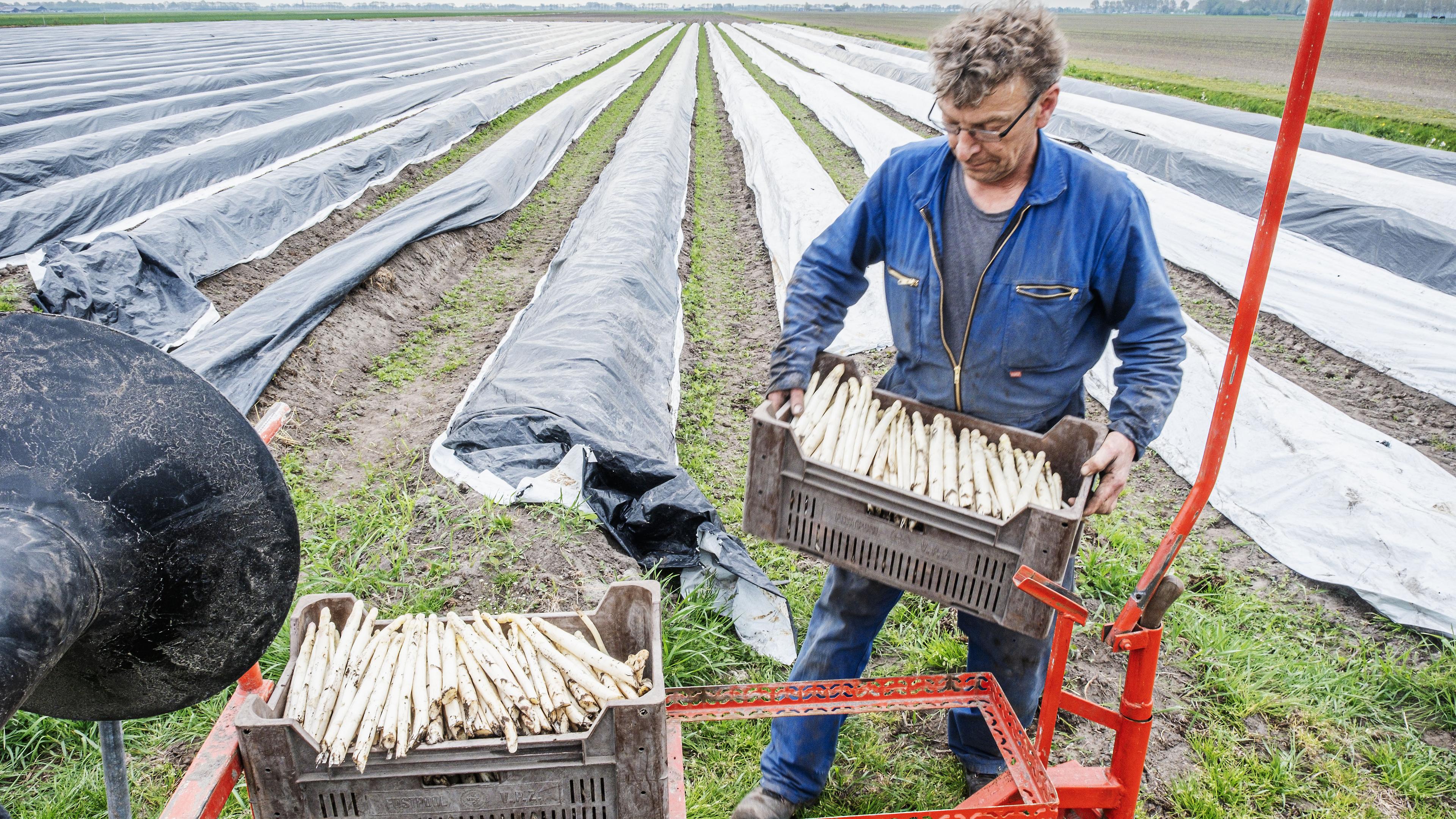 Guusta en Pieter Noordam telen het witte goud in het Groene Hart: ’Een nat voorjaar is funest, maar