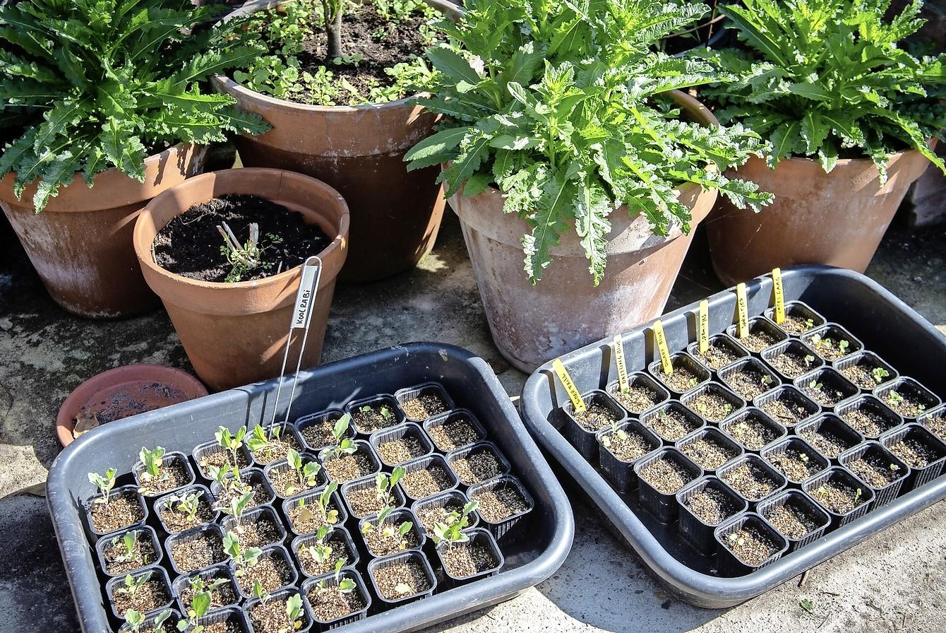 Schalkwijk definitely won't get school gardens after Poelpolder complex closure: 'Too scattered'