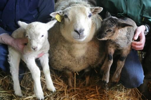 Officier eist 20.000 euro boete voor misstanden op boerderij in Katwoude: ’Dieren zijn dupe van slec
